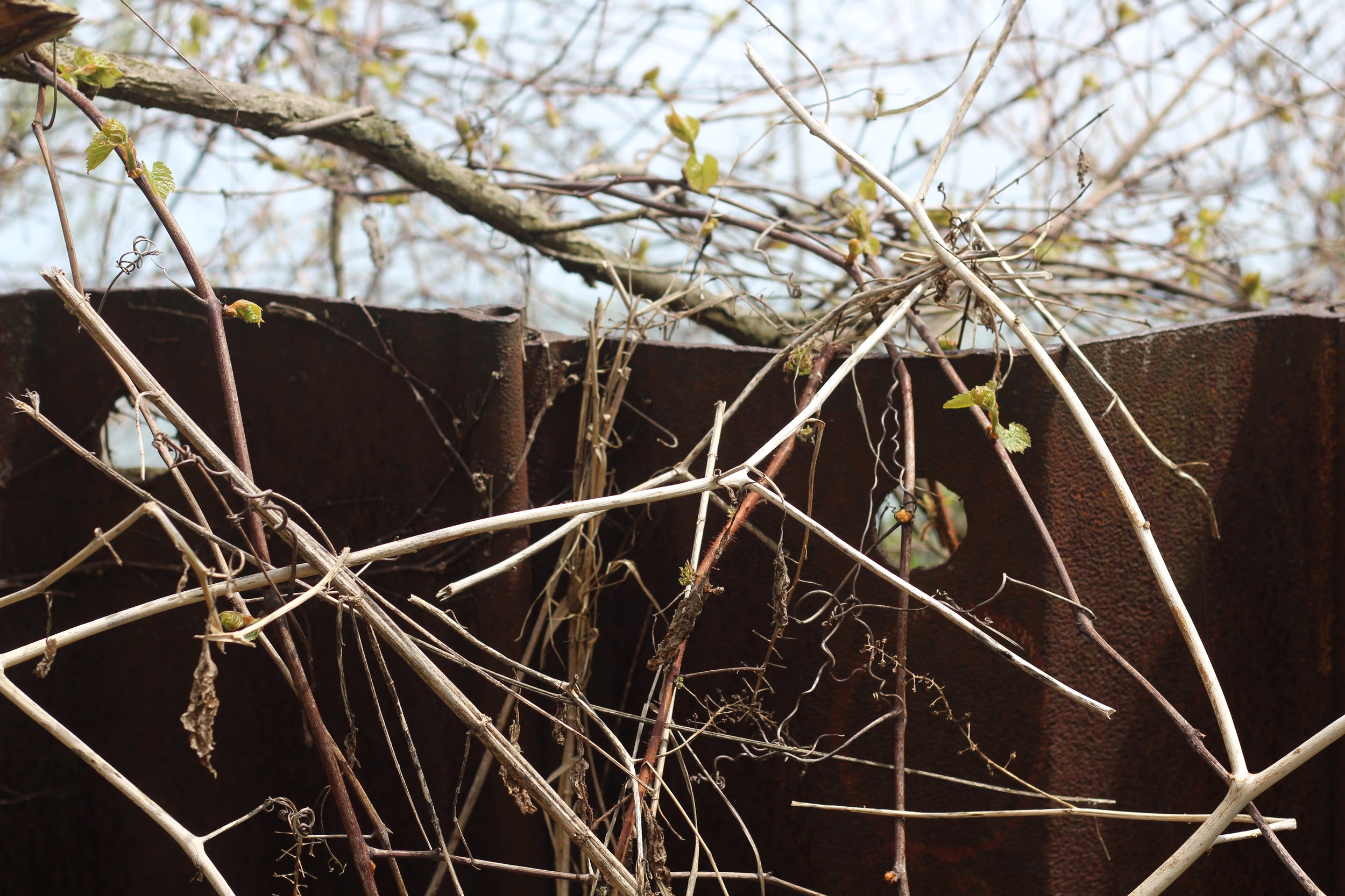 Branches Fence.JPG
