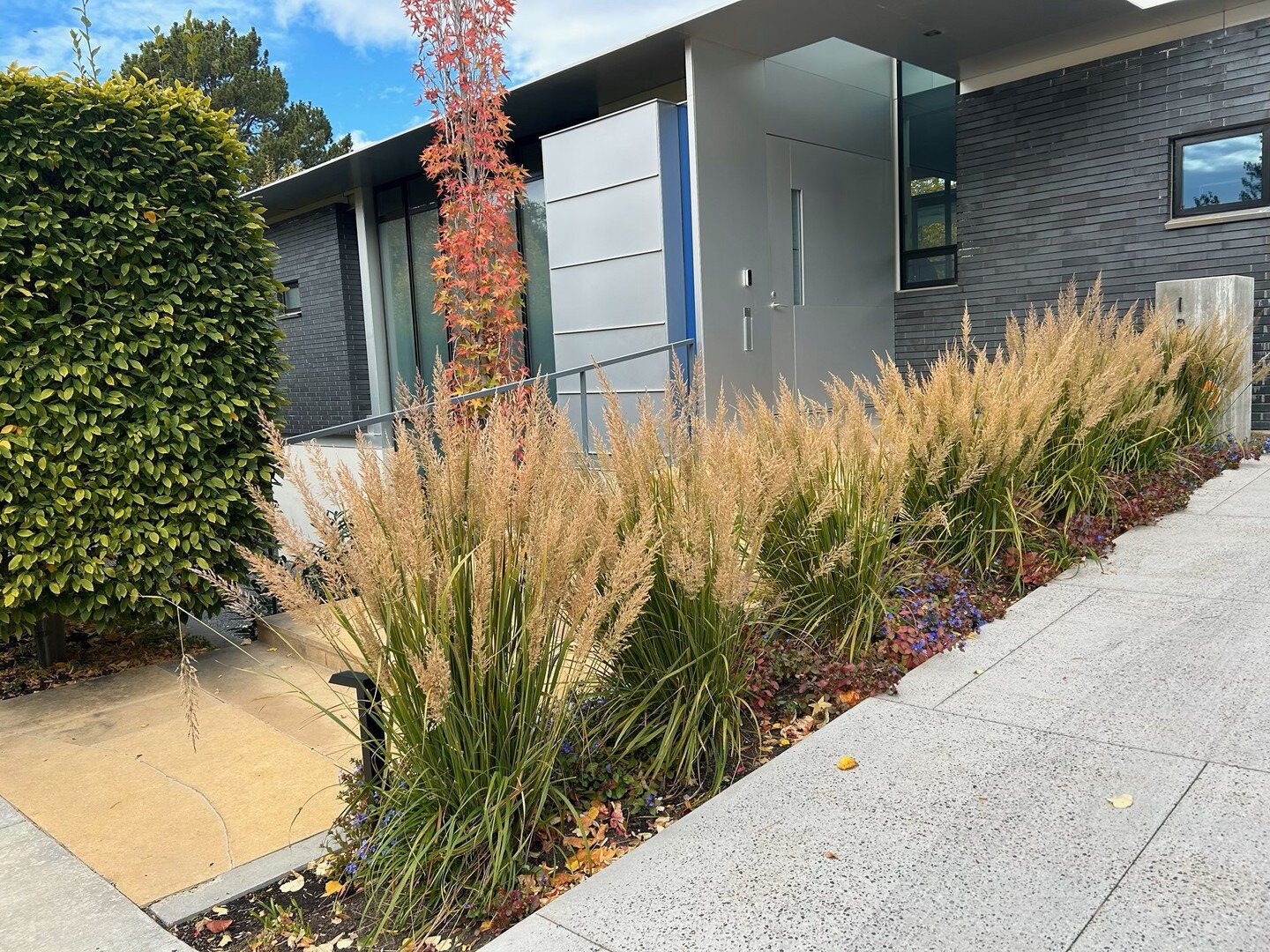 These grasses simply look amazing in the fall.
#koreanfeathergrass #plumbego #liquidambar #landscapedesign #landscape #autumn #ornamentalgrasses #entry #entryway #driveway #utah #saltlakecity