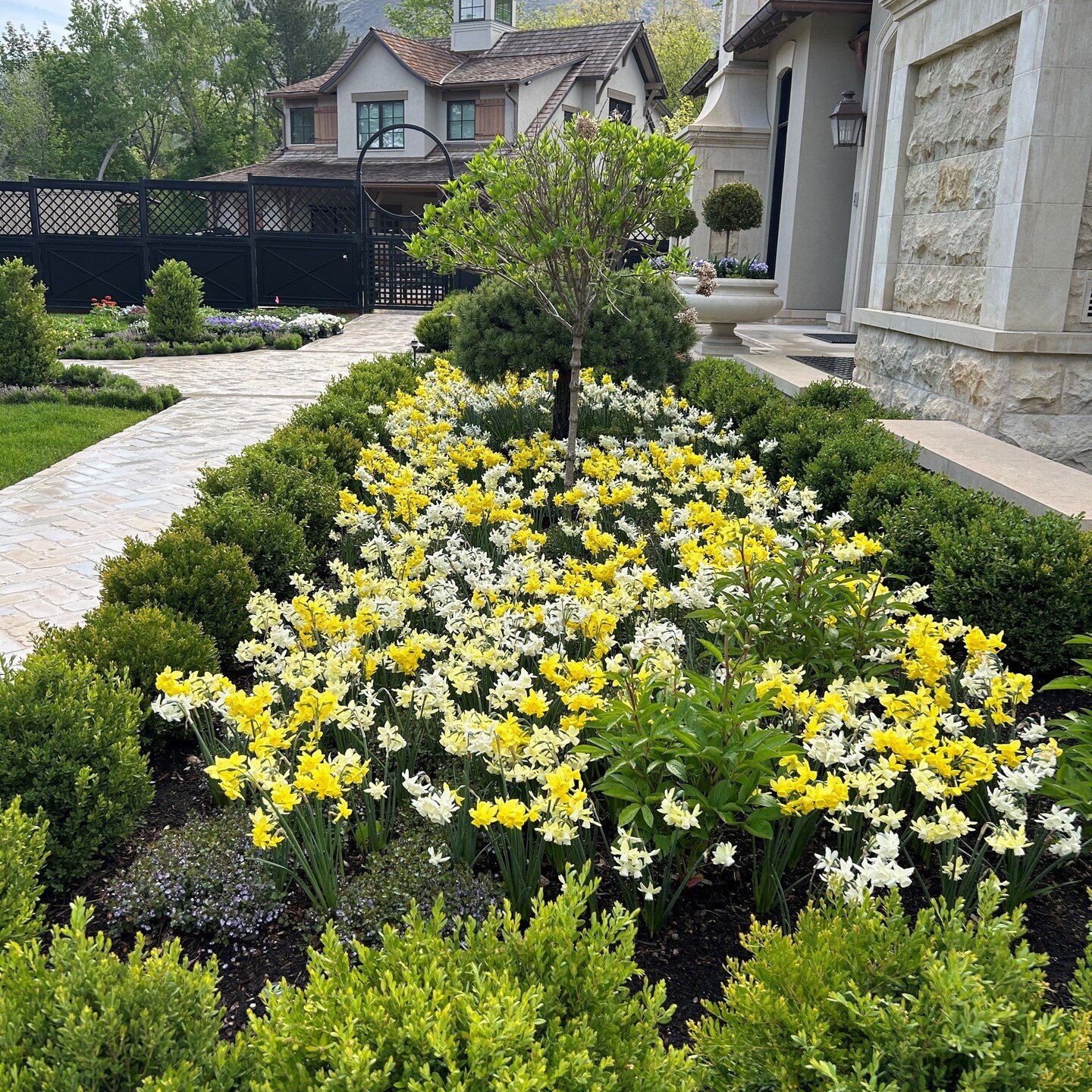 Spring (and rain) is in the air! We're looking forward to seeing all the blooms from the #daffodil and #tulip bulbs we planted last fall.
#landscapedesign #landscape #spring #boxwoods #utah #utahlandscaper #flowers #saltlakecity