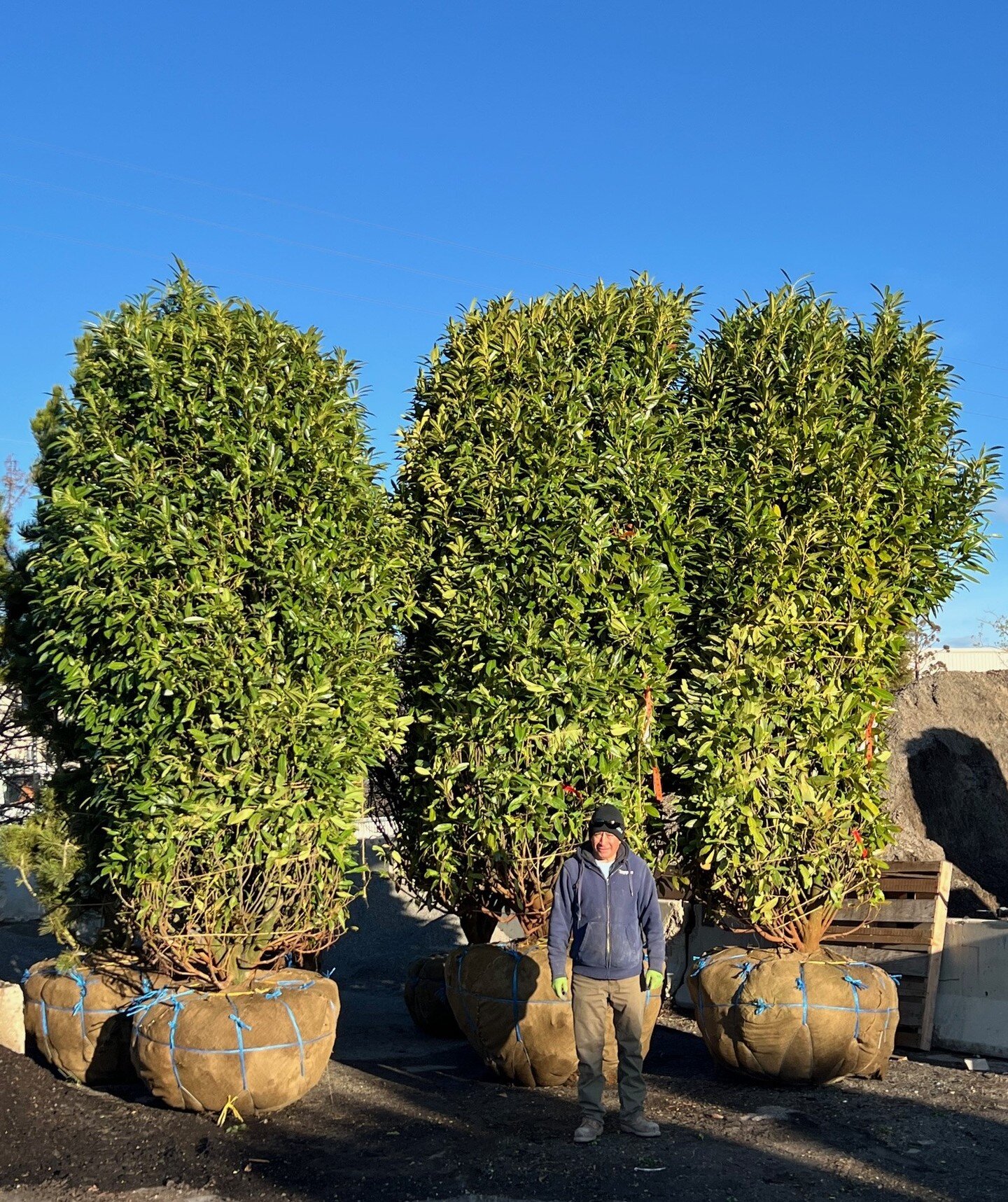 Our holding nursery is filling up quickly with trees and plants for our installation projects this year. These are some of the largest Schipkaensis Laurels we've ever gotten, and we're looking forward to seeing them planted in our client's yard soon!