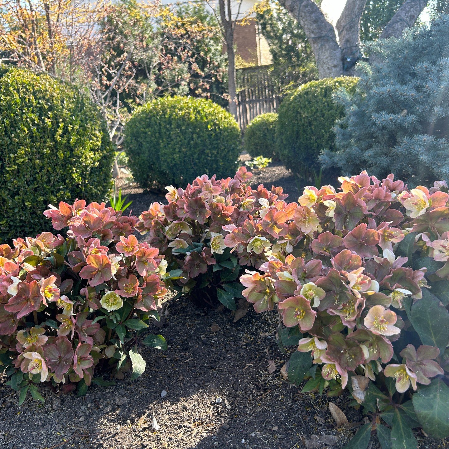 One of the first spring bloomers, Hellebores Lenten Rose.

#landscapedesign #landscape #hellebores #spring #utah #bloom #springhassprung