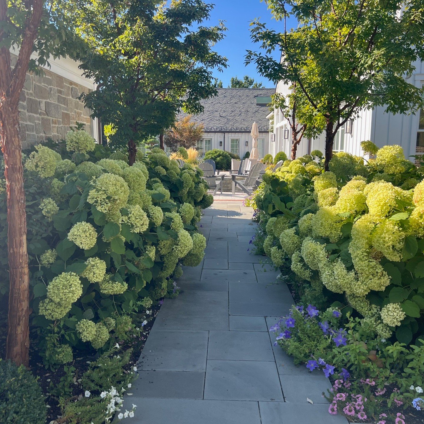 Take a quick stroll with us down this hydrangea-lined path to our client's firepit! 

#landscapedesign #landscape #utahlandscaper #hydrangea #gardenpath #hardscape #stonecraft #paperbarkmaple #firepit #firefeature