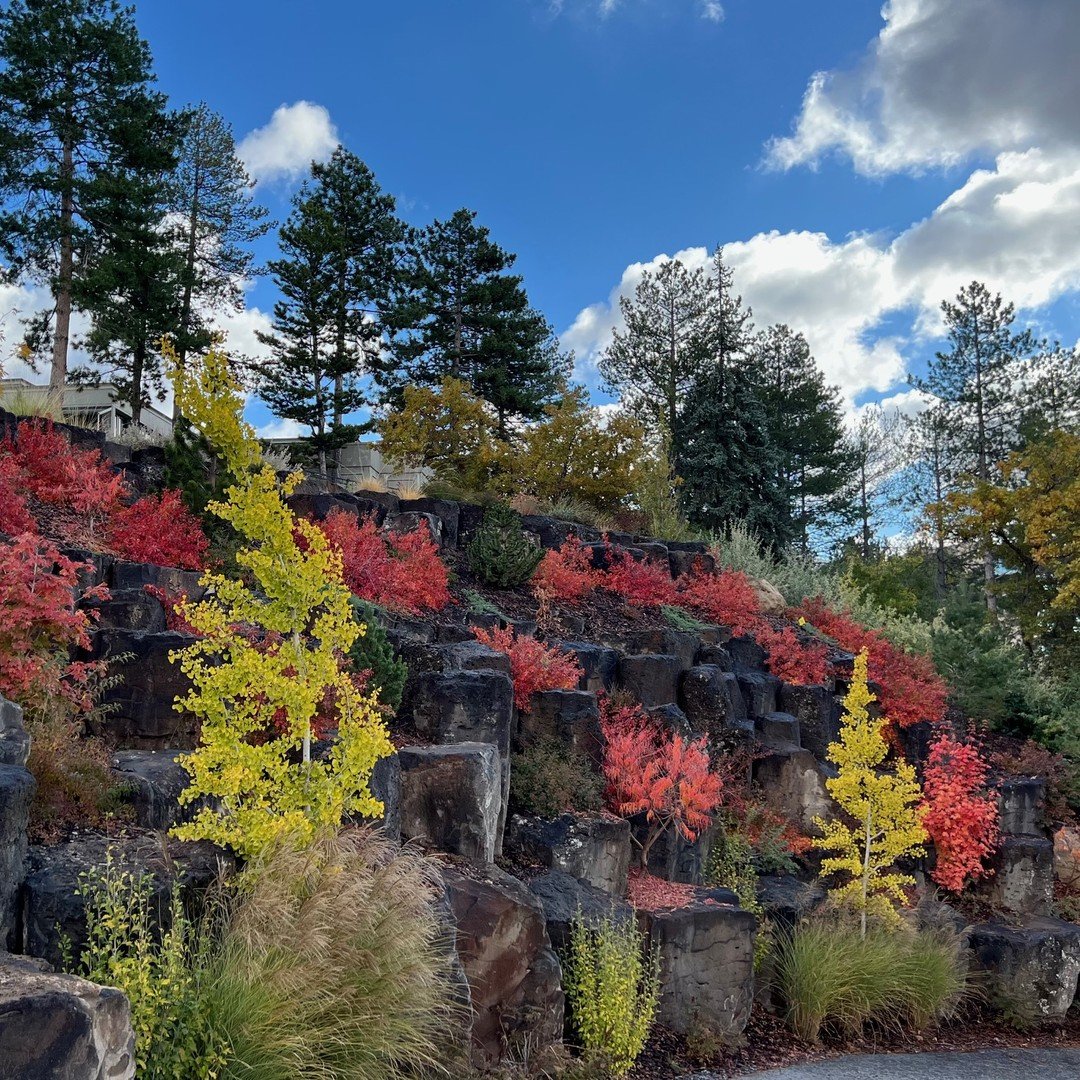 The Grow Low Sumac and Tiger Eye Sumac is on fire at our projects in Salt Lake City. The lime of the Gingko trees is a great contrast.

#landscapedesign #landscape #utahlandscaper #sumac #tigereye #gingko #boulders #fall #autumn #plants #utah #utahla