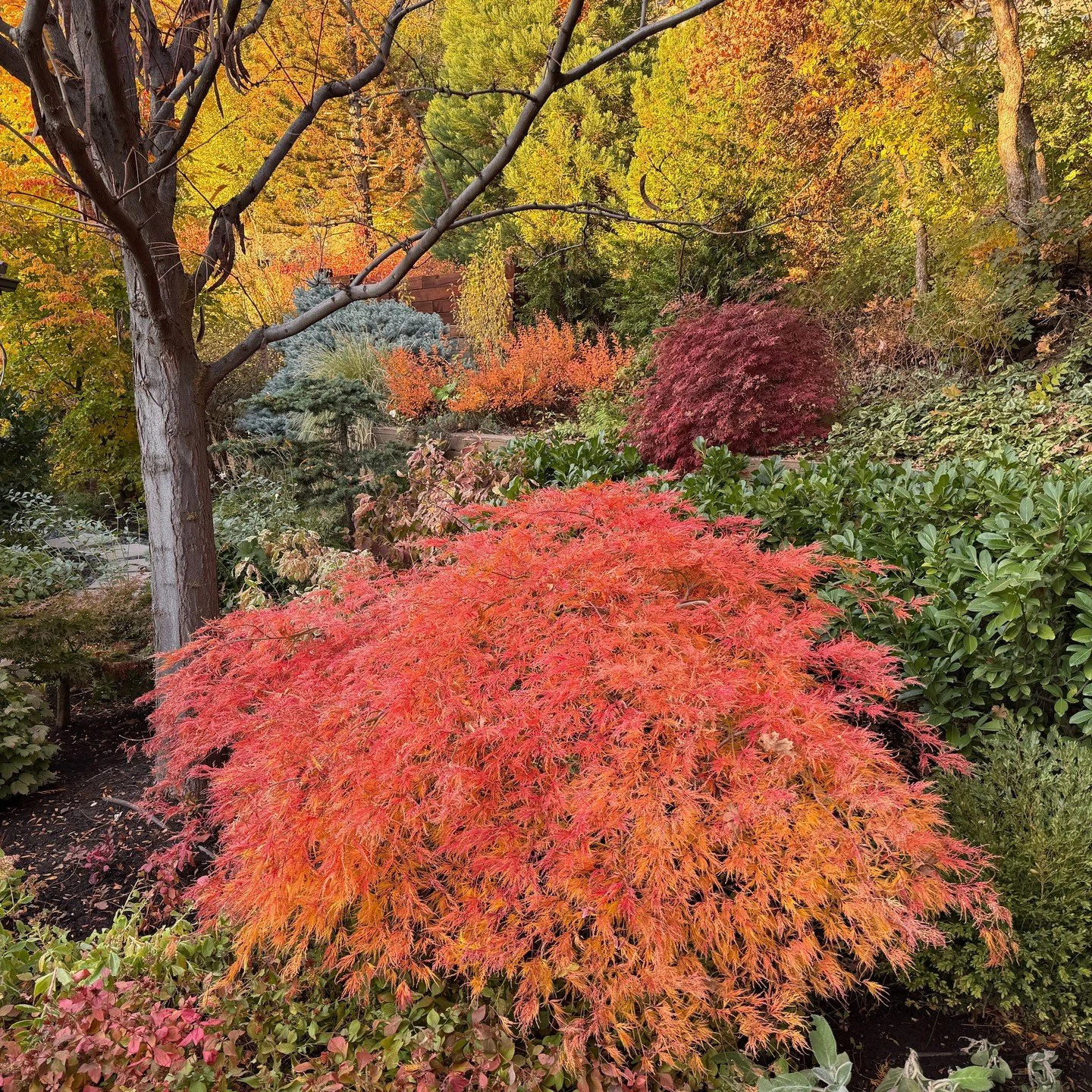 Fall colors are on full display in our client's well-planted yard.

 #landscapedesign #landscape #utahlandscaper #japanesemaple #burningbush #boxwood #hydrangea #laurel #plantingboxes #timberwall #skiliftbench