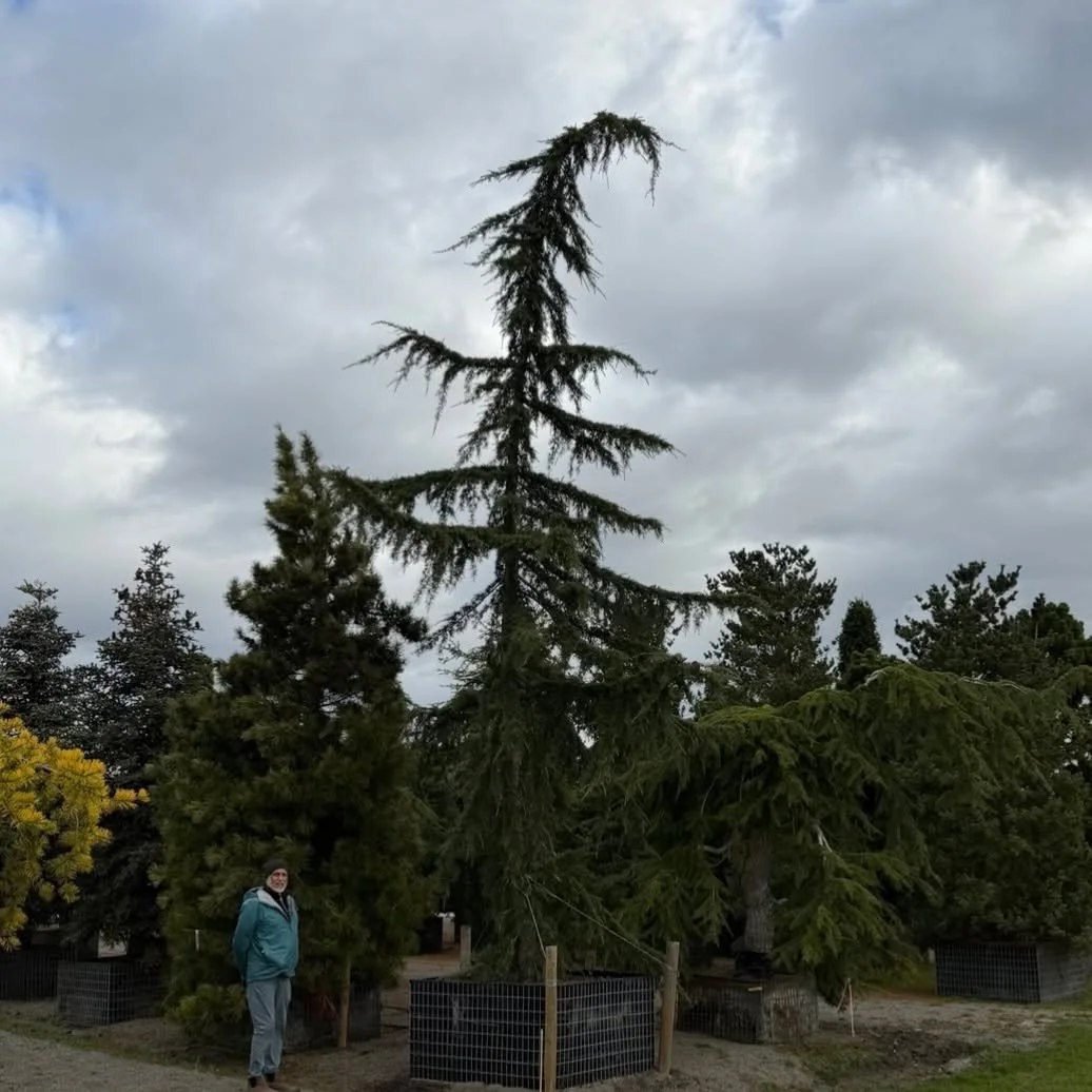 Kurt took a brief vacation from retirement to help kick off a brand new spring season here at Kappus! 
🌳🌲🍀
#legend #nurseryvisit #hellospring #newbeginnings #backtowork #landscapinglife #landscapedesign #landscaping #outdoorliving