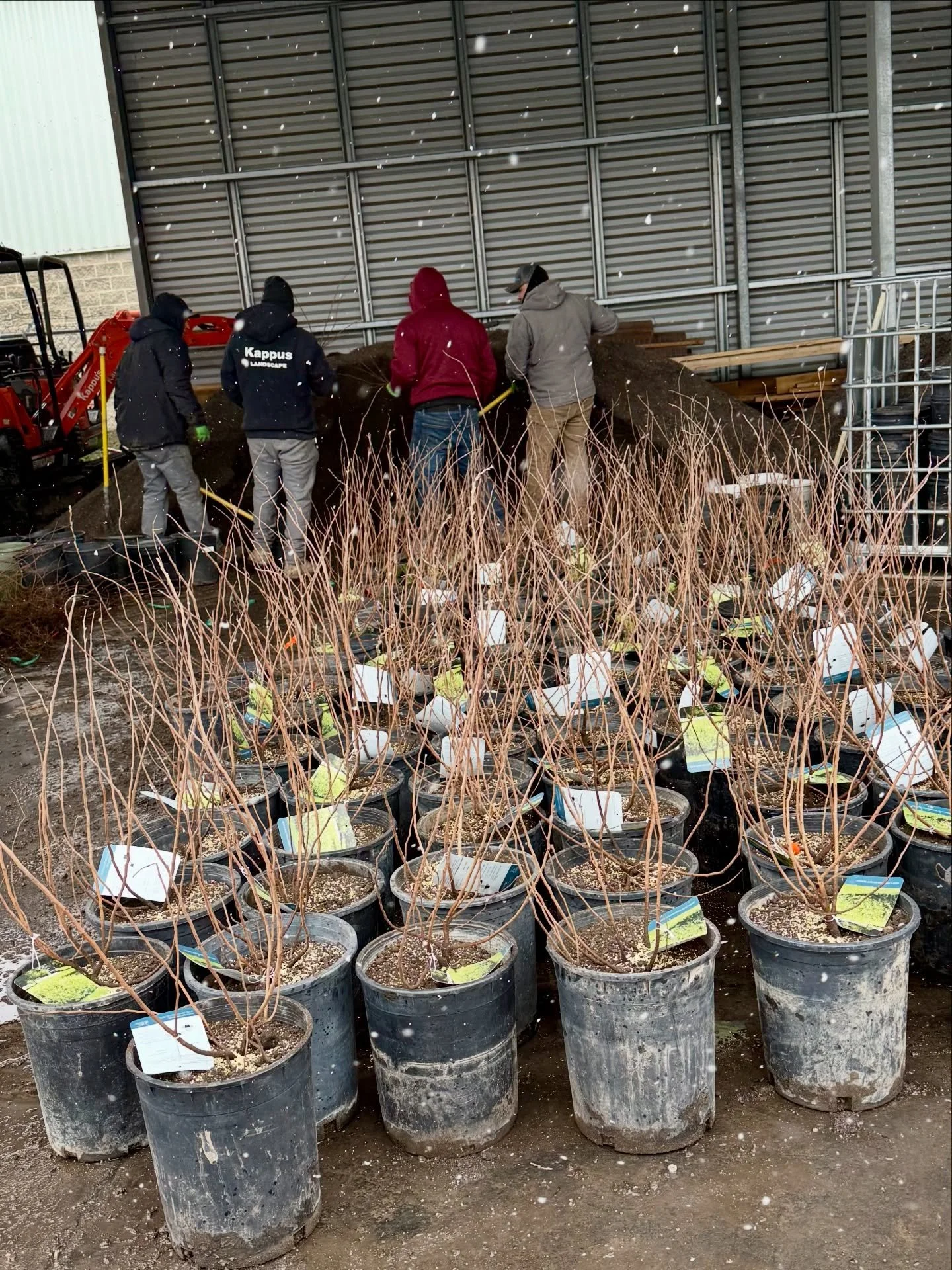 Happy Friday, hope everyone has been enjoying the warm weather! We&rsquo;ve been very busy for the last couple of weeks with receiving all of these goodies. ☺️🌳 
Our Magnolia trees arrived with these beautiful blossoms. 🌸
#boxwoods #cedruslibani #m