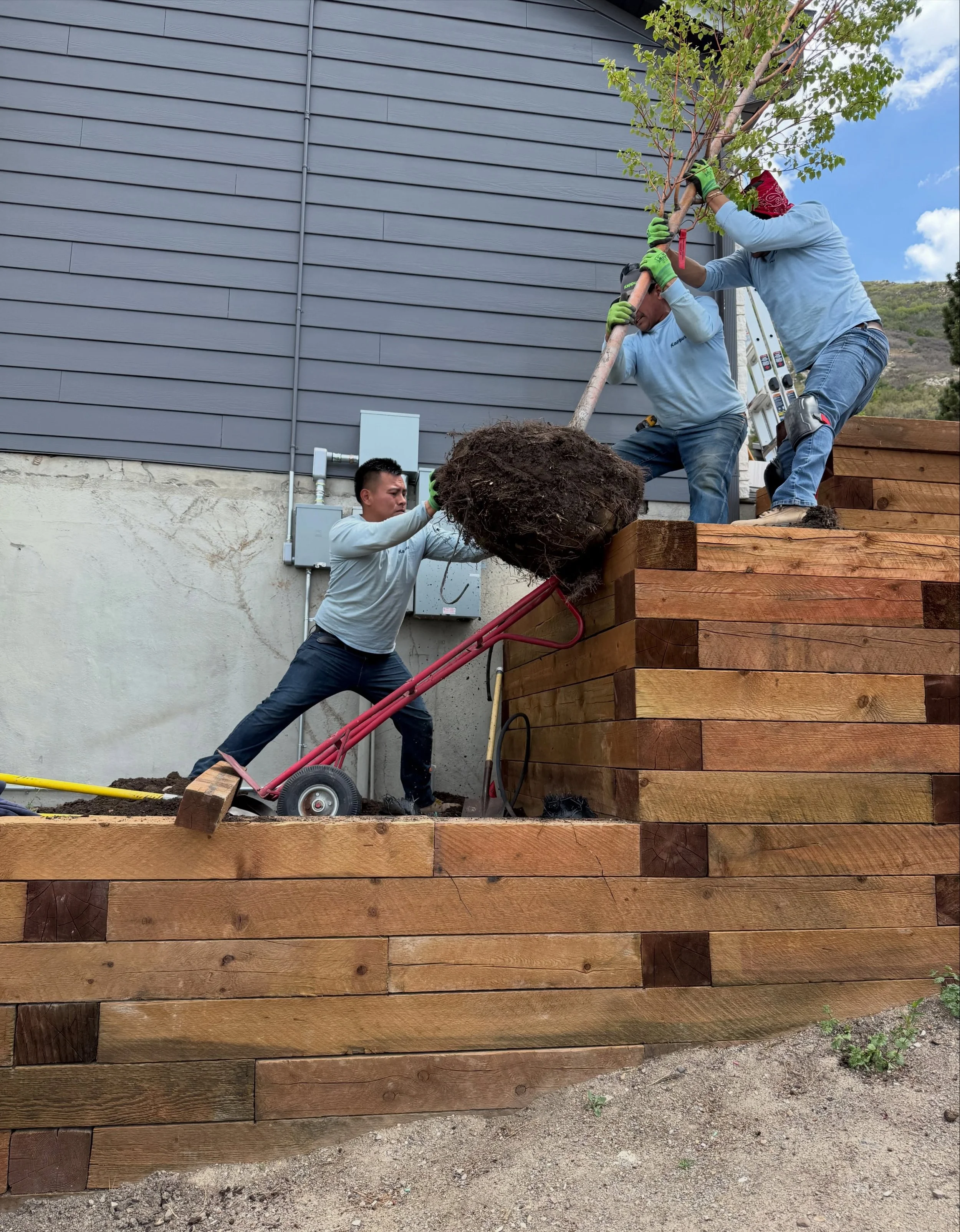 Happy Friday, All - 

We are so proud of our team for the hard work and care they put into this project. The carefully crafted timber retaining wall and fence creates a lovely backdrop for these grasses (that have grown so beautifully in less than a 