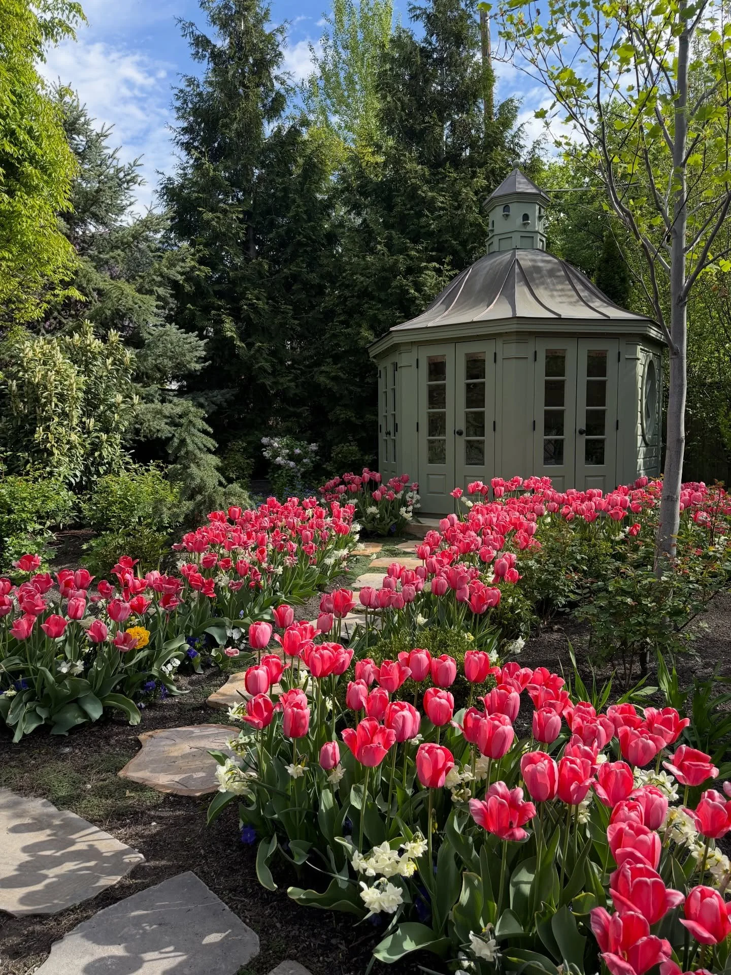 Check out these stunning pink tulips that have bloomed at one of our client&rsquo;s homes! 🌷 #spring #tulip #bloomingseason #garden #gardendesign