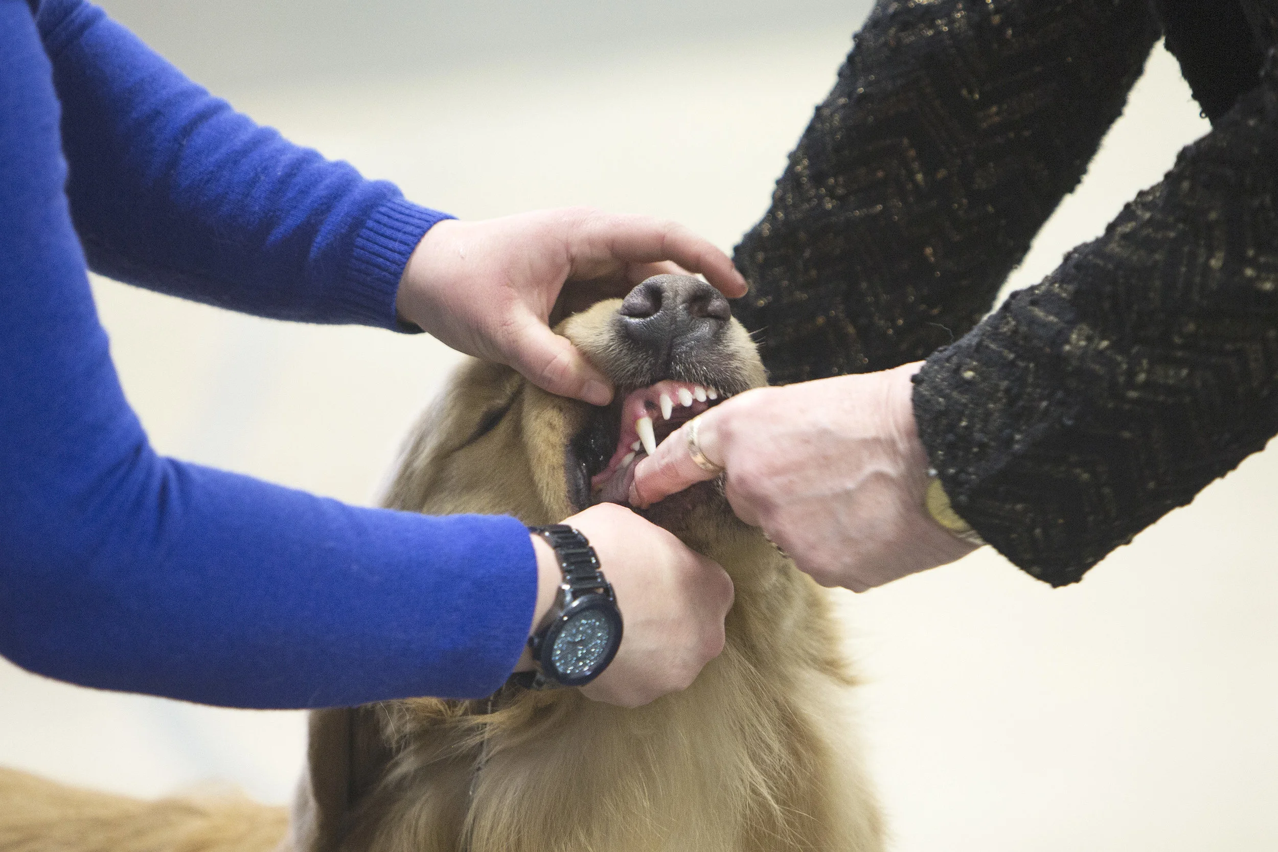 08_Dog show 16.jpg