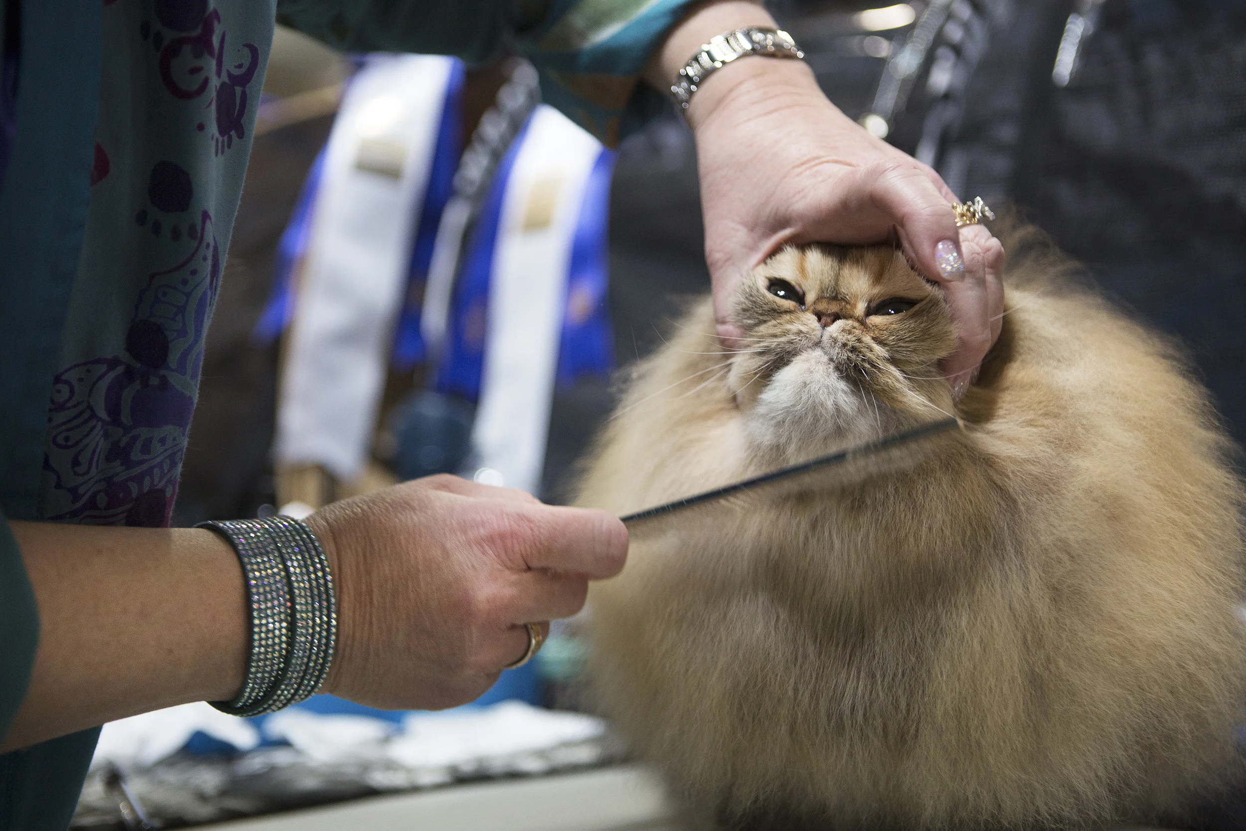 Cat Show Brush.jpg