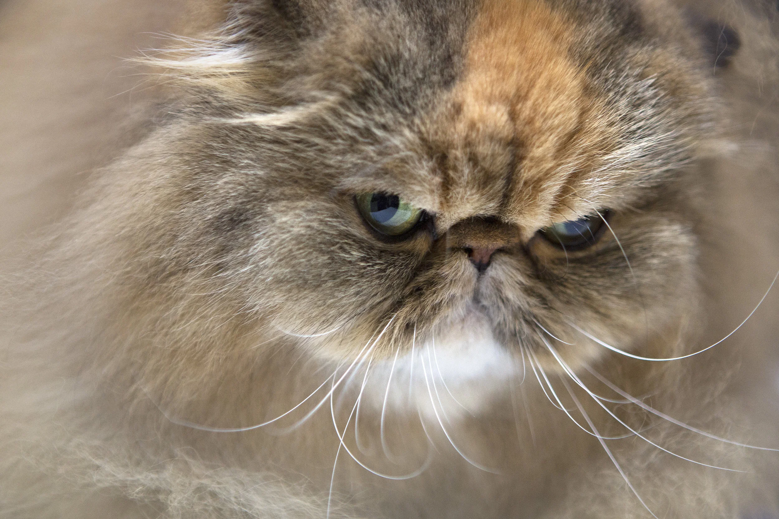 Cat Show Face.jpg