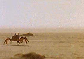 unnamed.gif