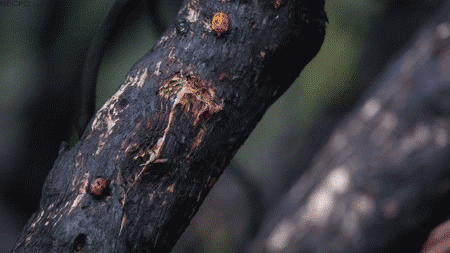 f619c18b-4d41-4920-b637-e3c1b8337dfe.gif