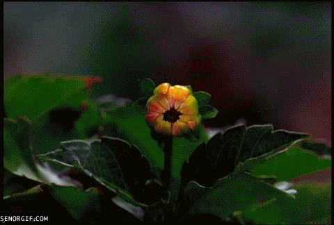 aeaa6928-4802-4c02-9567-315d732cab84.gif