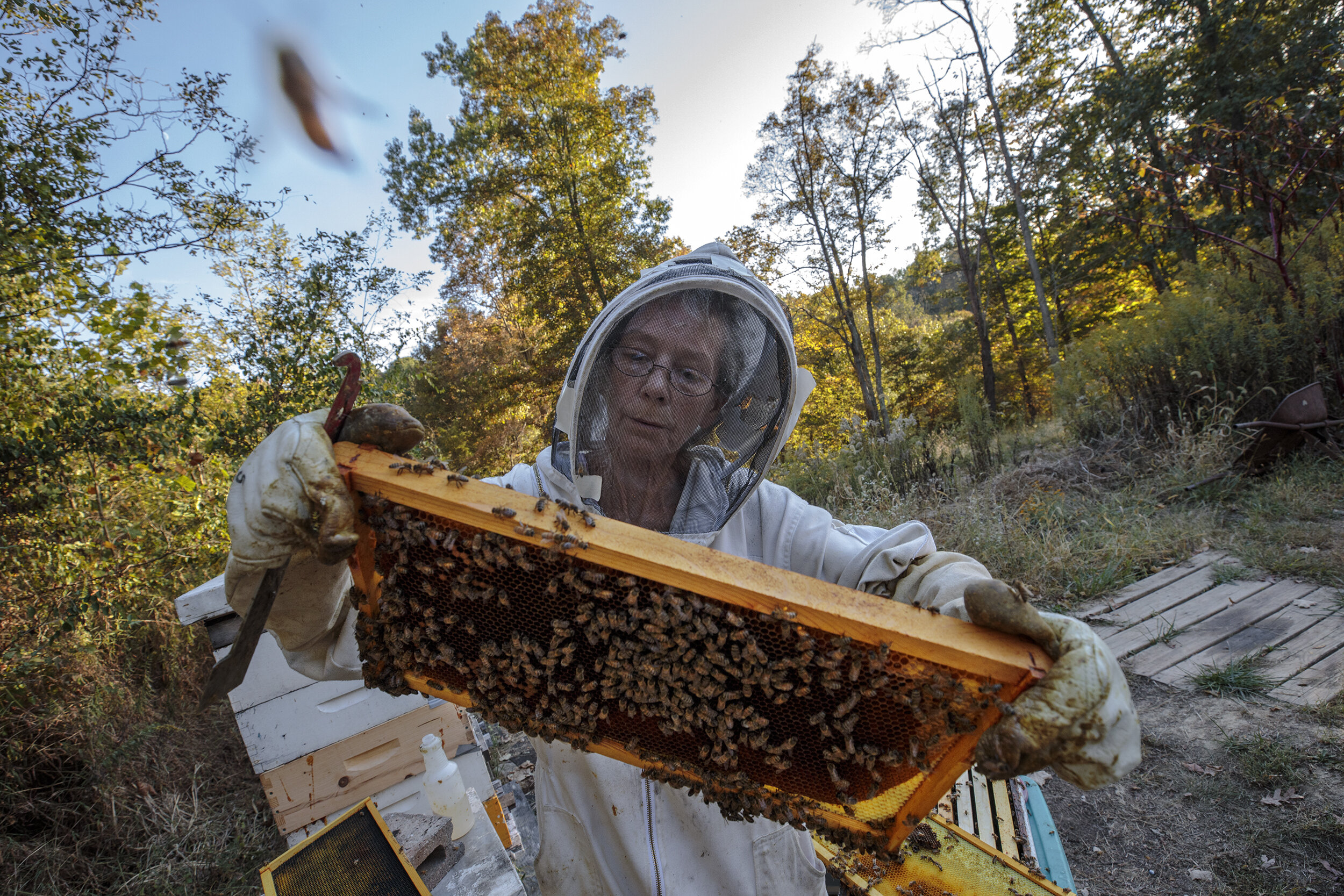  Angie Hubbard tends to her beehive frames, checking for yellow jackets after a recent attack and locating the queen to make sure she is still alive at her hive in Racine, Ohio, on October 4th, 2019. In addition to selling honey, Hubbard also sells f