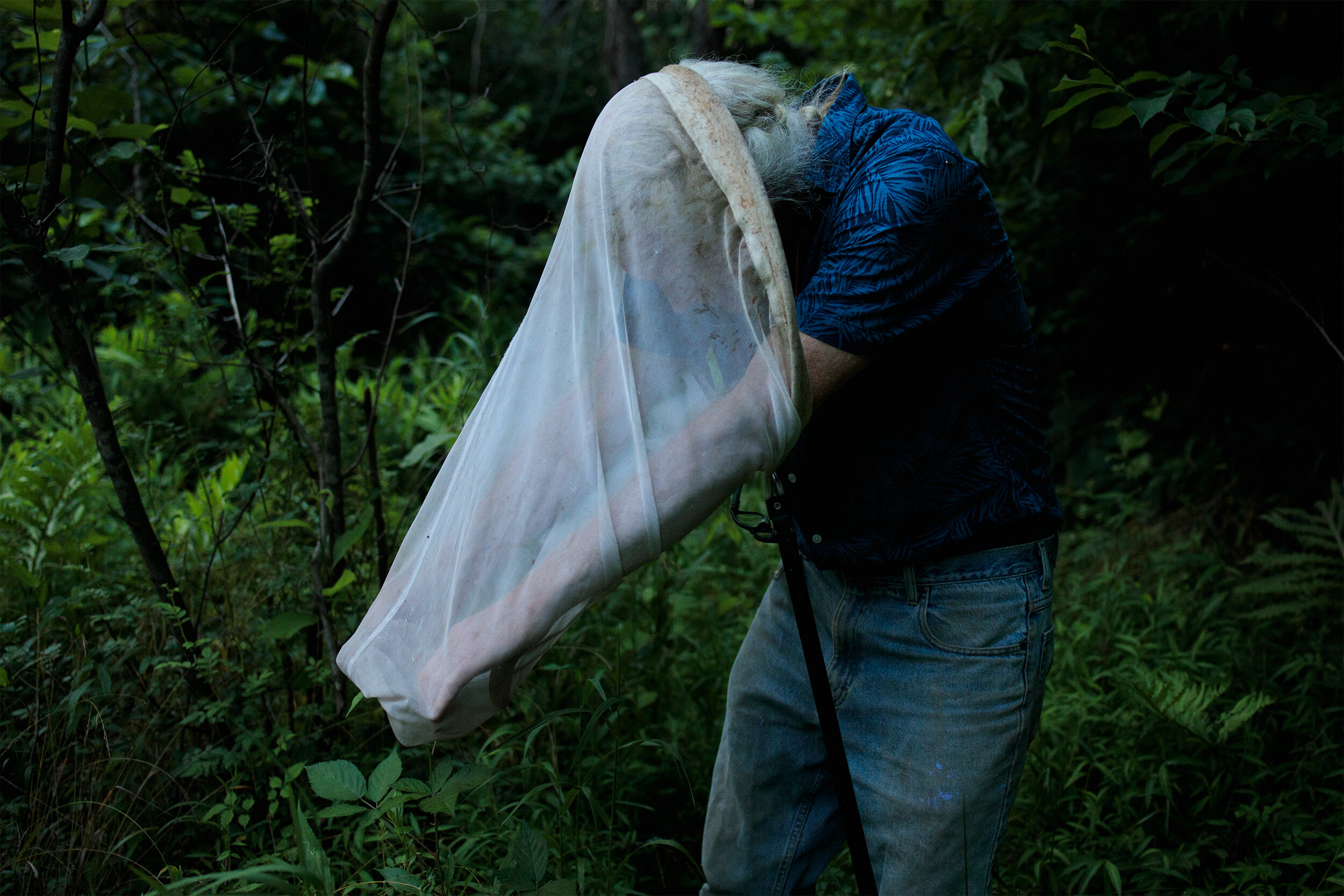  Sam Droege reaches into his bug net to pull out a firefly he captured on his property in Laurel, Md., on July 2, 2020. While it’s uncommon to see “unkempt” yards like his, they are incredible habitats for a variety of wildlife pushed out by developm