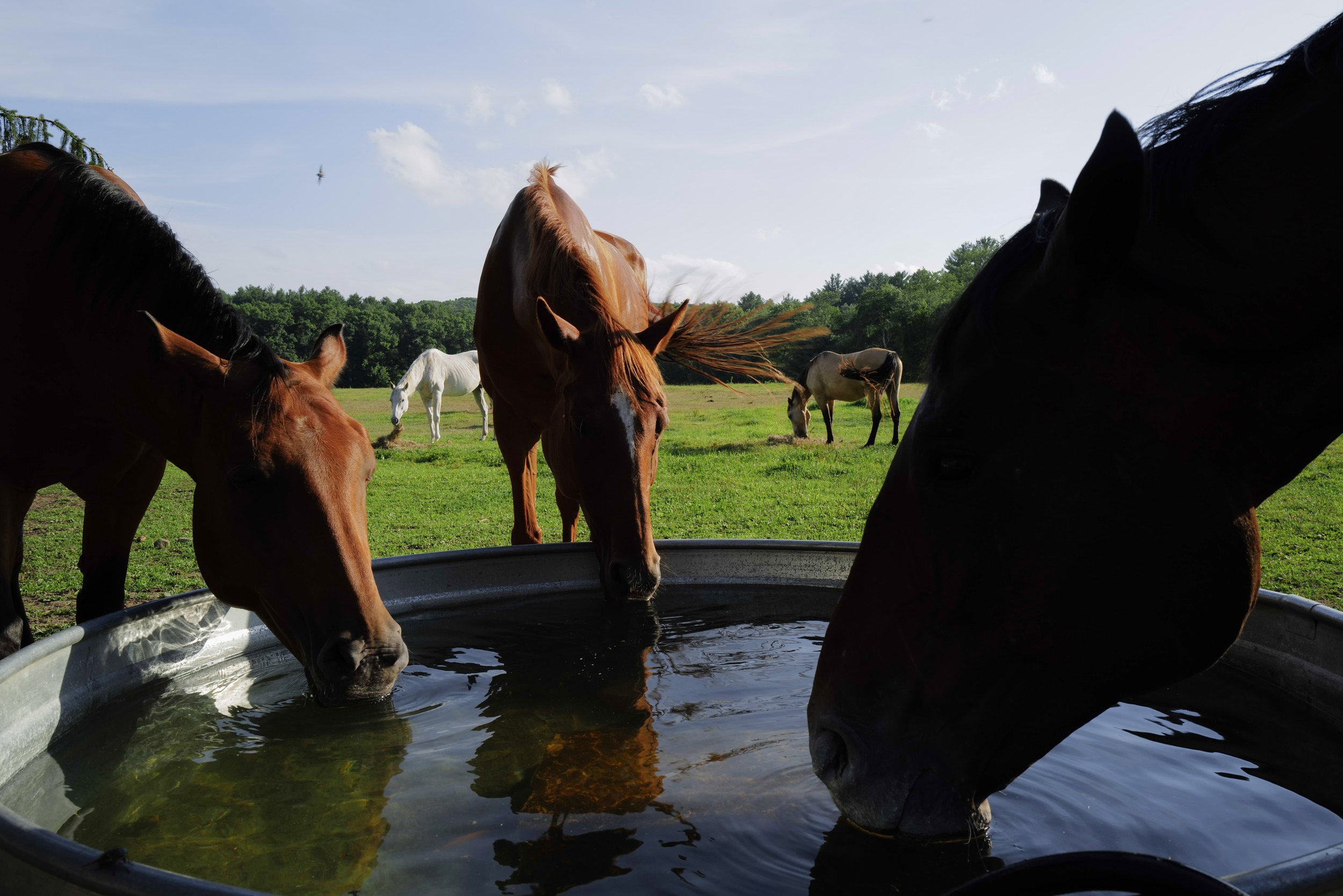  Rescued horses at Project ComeBack drink from a stock tank awaiting their veteran partners to arrive in Holliston, Mass. on July 21, 2022.  During the six-week program, veterans hear the back stories of each horse, often ones of trauma and neglect, 