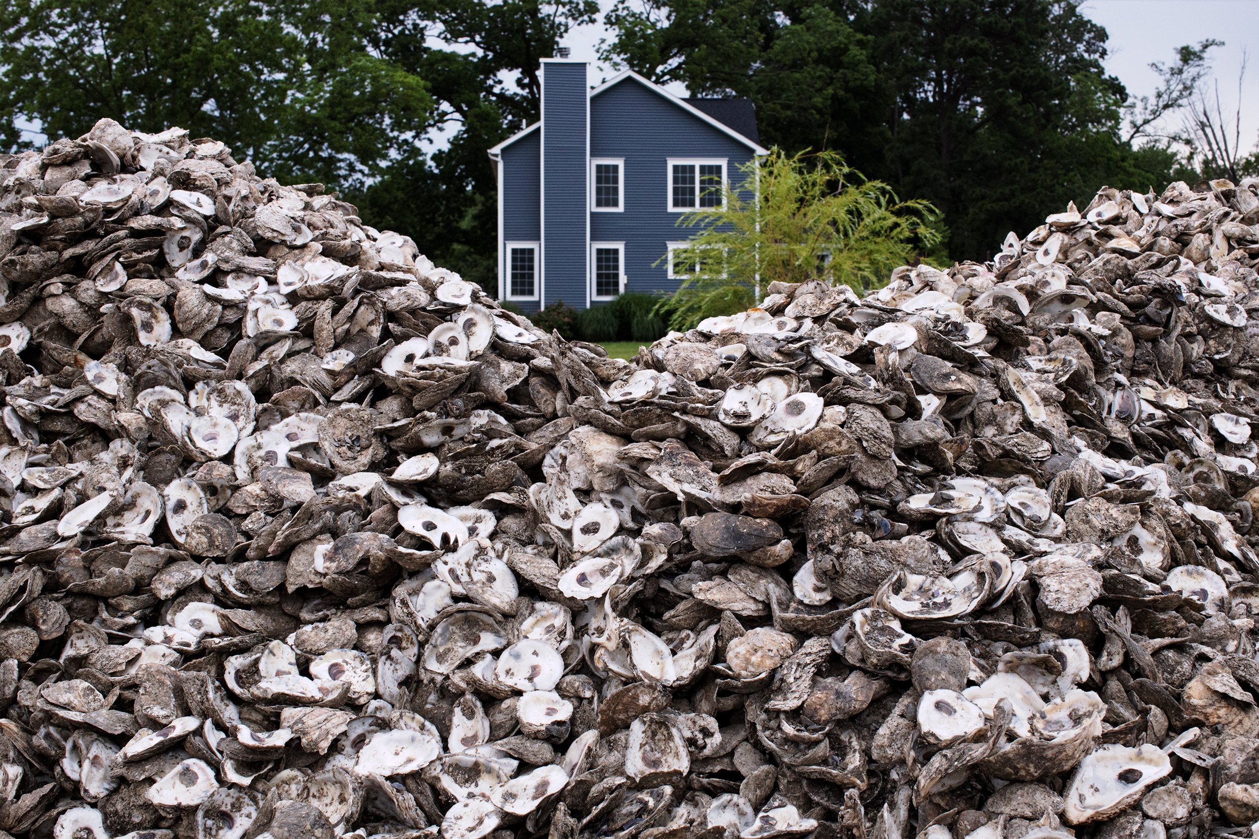  The house of Nick Hargrove, a partner at Wild Divers Seafood, lies behind a pile of oyster shells in Wittman Wharf. The shells are recycled as fresh bottom for baby oysters to attach to and grow from in the aquaculture process, a growing industry in