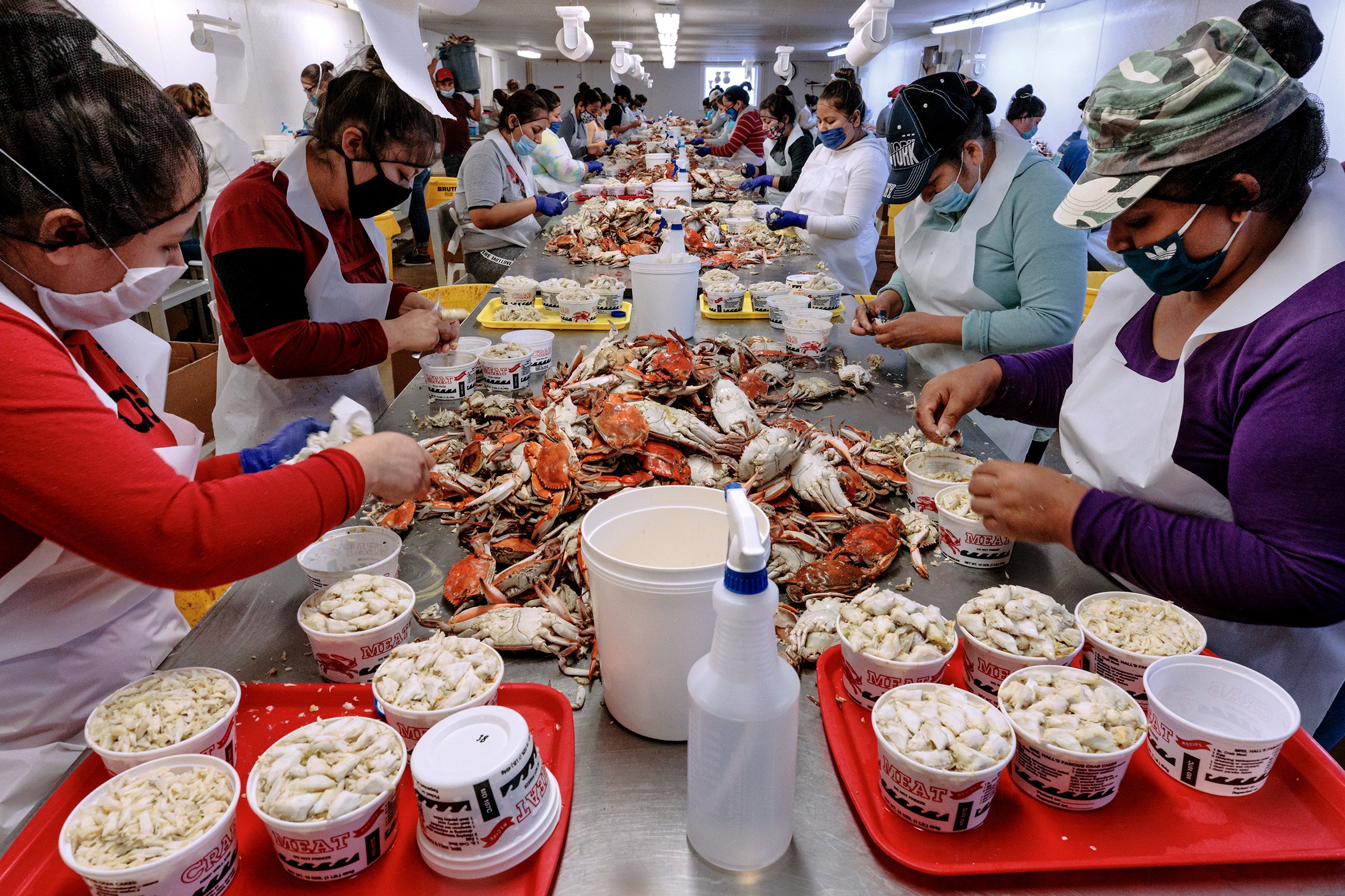  Workers pick crabs at Russell Hall Seafood. Russell Hall is one of only two out of the five picking houses on Hoopers Island that were awarded visas for workers this year. Mark Phillips, son of Russel Hall owner Harry Phillips, says “it doesn’t just