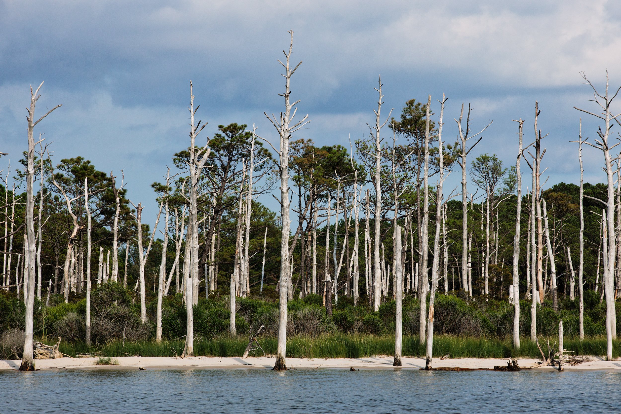  A ghost forest of loblolly pines on Deal Island is the result of sea level rise and shoreline erosion. As the brackish water encroaches further into the root systems on land, it kills off the trees that cannot handle the salt content. 
