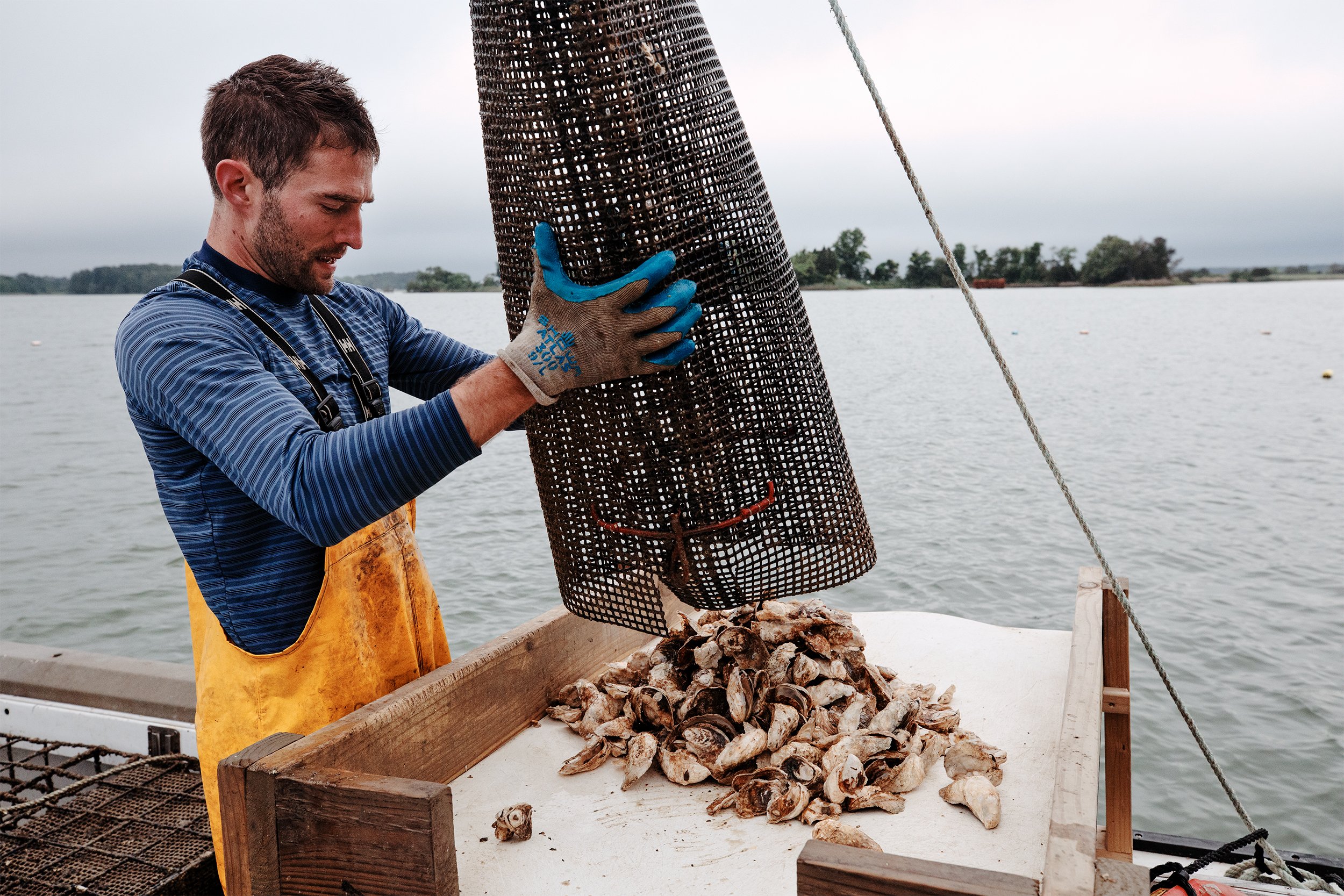  Isaac Wilding of St. Michaels Oyster Company harvests oysters from his leased oyster farm on Cummings Creek in Wittman. Wilding began growing oysters three years ago as a passion project, with oyster seed from Phillips Wharf Environmental Center in 