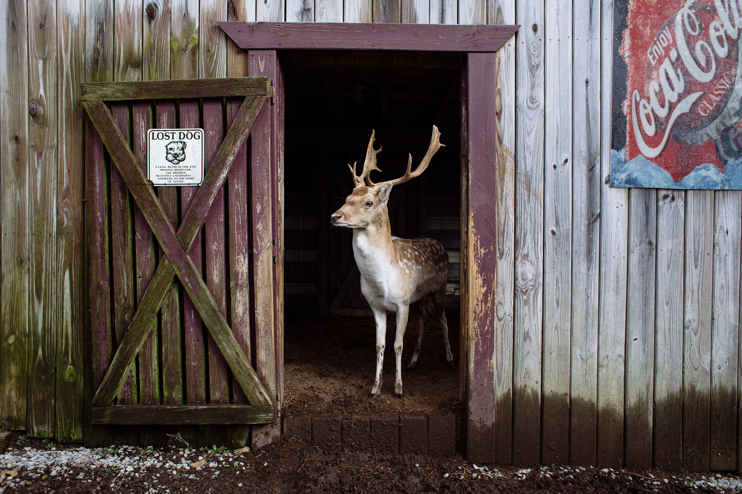  A deer peeks out of a shed at Donald Dutiel’s Wagon Wheel Ranch,  his home property and local tourist attraction riddled with antiques, random paraphernalia and a makeshift zoo in New Lexington, Ohio on Oct. 30, 2020. 
