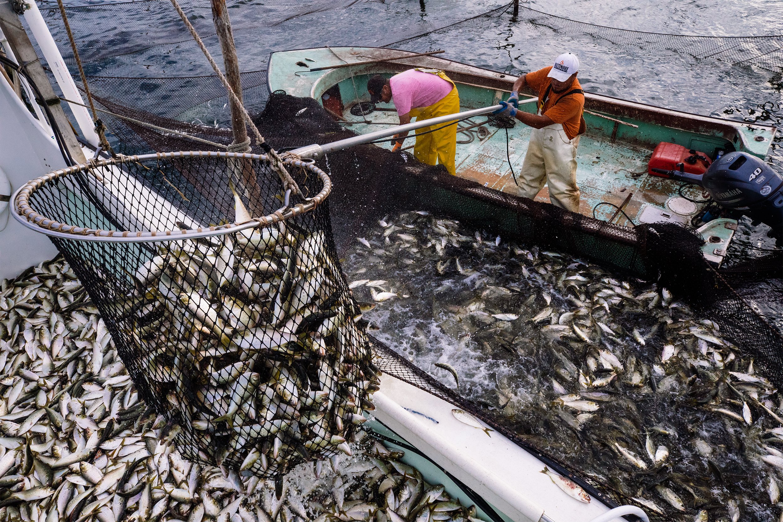  Hector Rene Modueño, left, and Edgar Riber transfer menhaden from a pound net into Captain Boo Polly’s boat near the shore of St. Mary’s County. The process of transferring fish onto the boat is physically intensive, leaving the crew wading waist-de