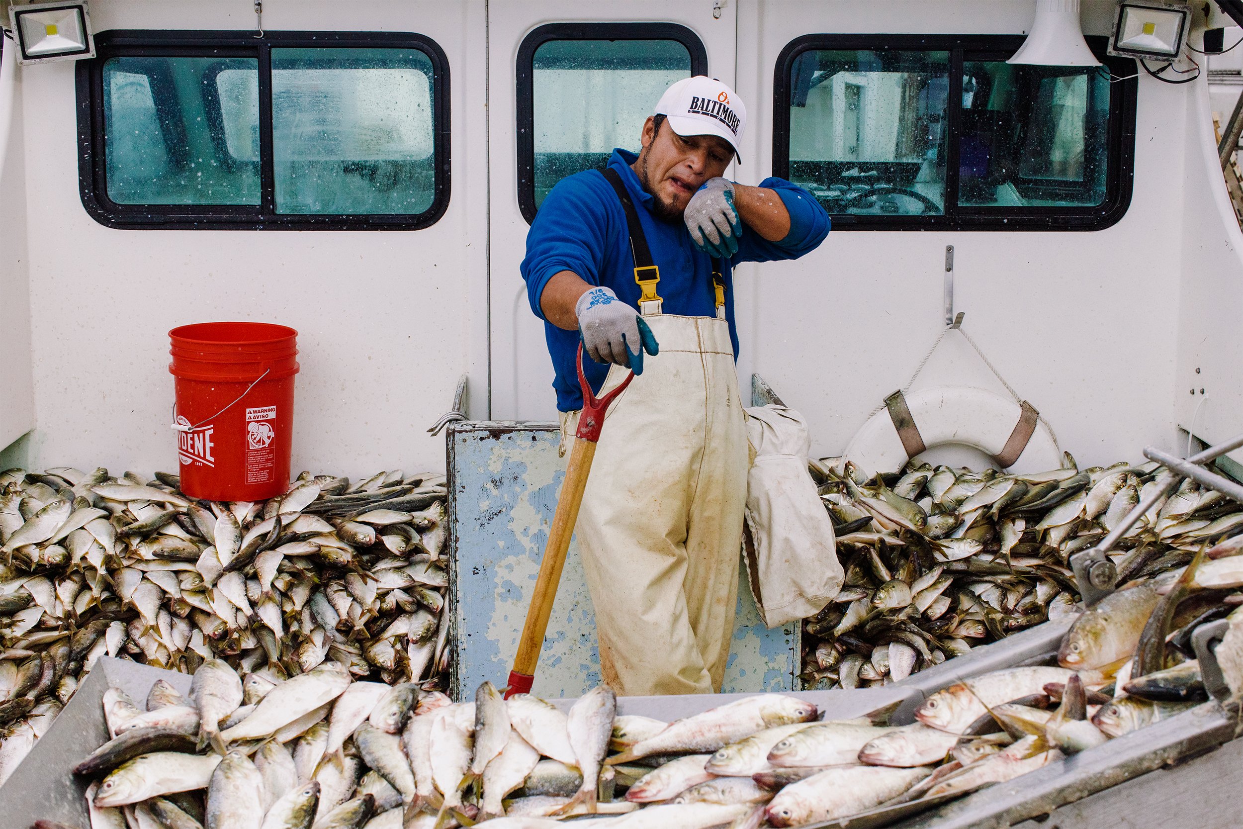  Edgar Riber wipes his face while shoveling menhaden onto a conveyor belt at Russel Hall Seafood in Hoopers Island. Much of the fishing industry is supported by Latinos that come to the United States on H-2B work visas. Catching sleep while on the bo