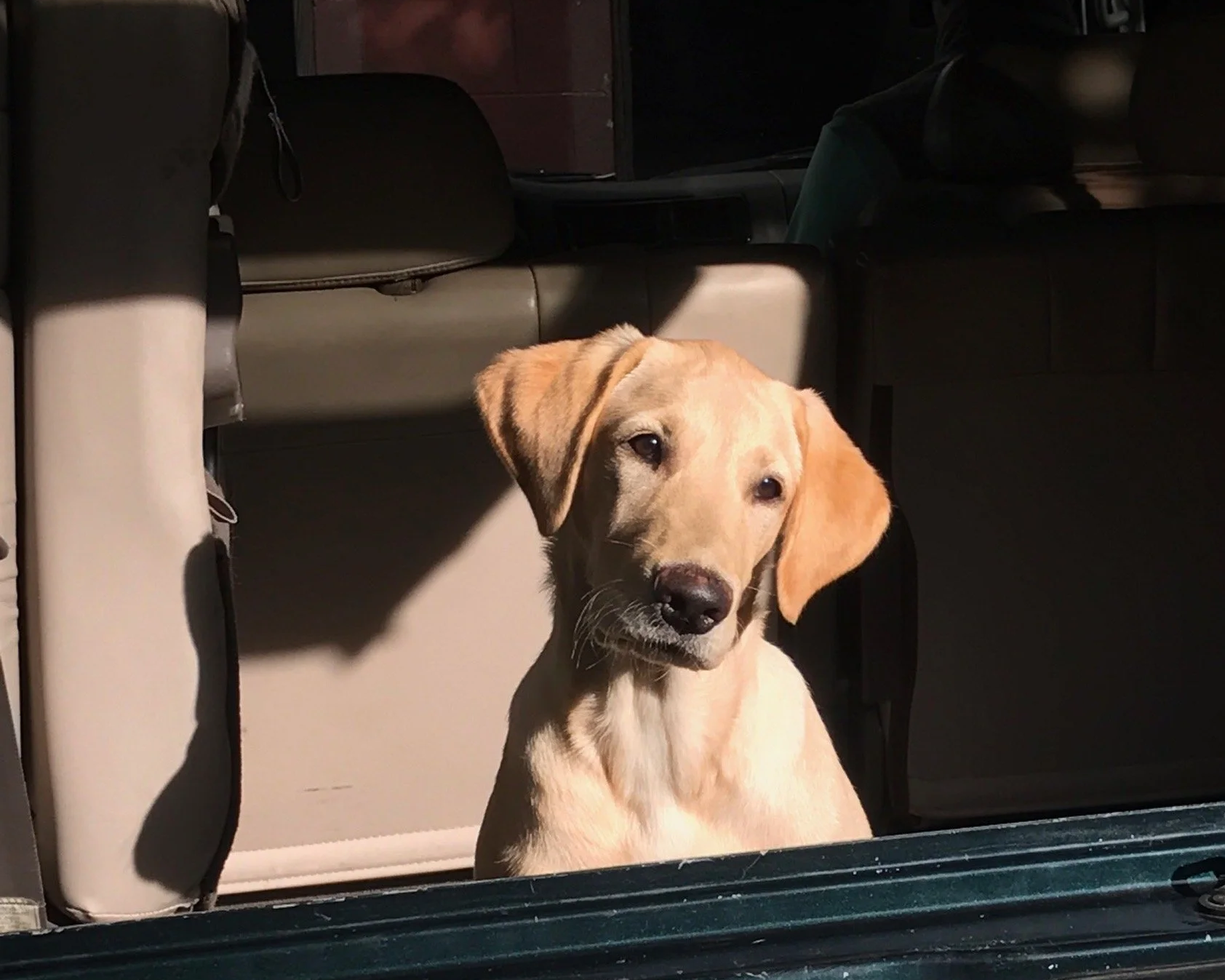 Remembering Cooper: Our Sweet, Gentle Companion