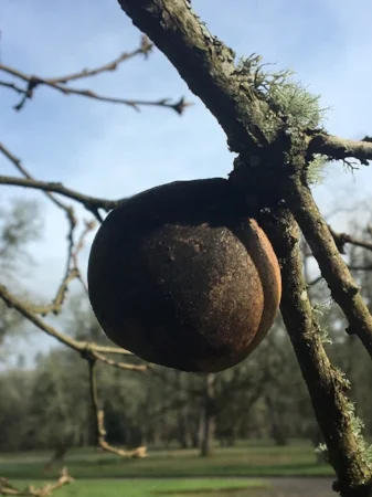 A single Oak Gall. Image courtesy of Vondra and Lena Baucum. 