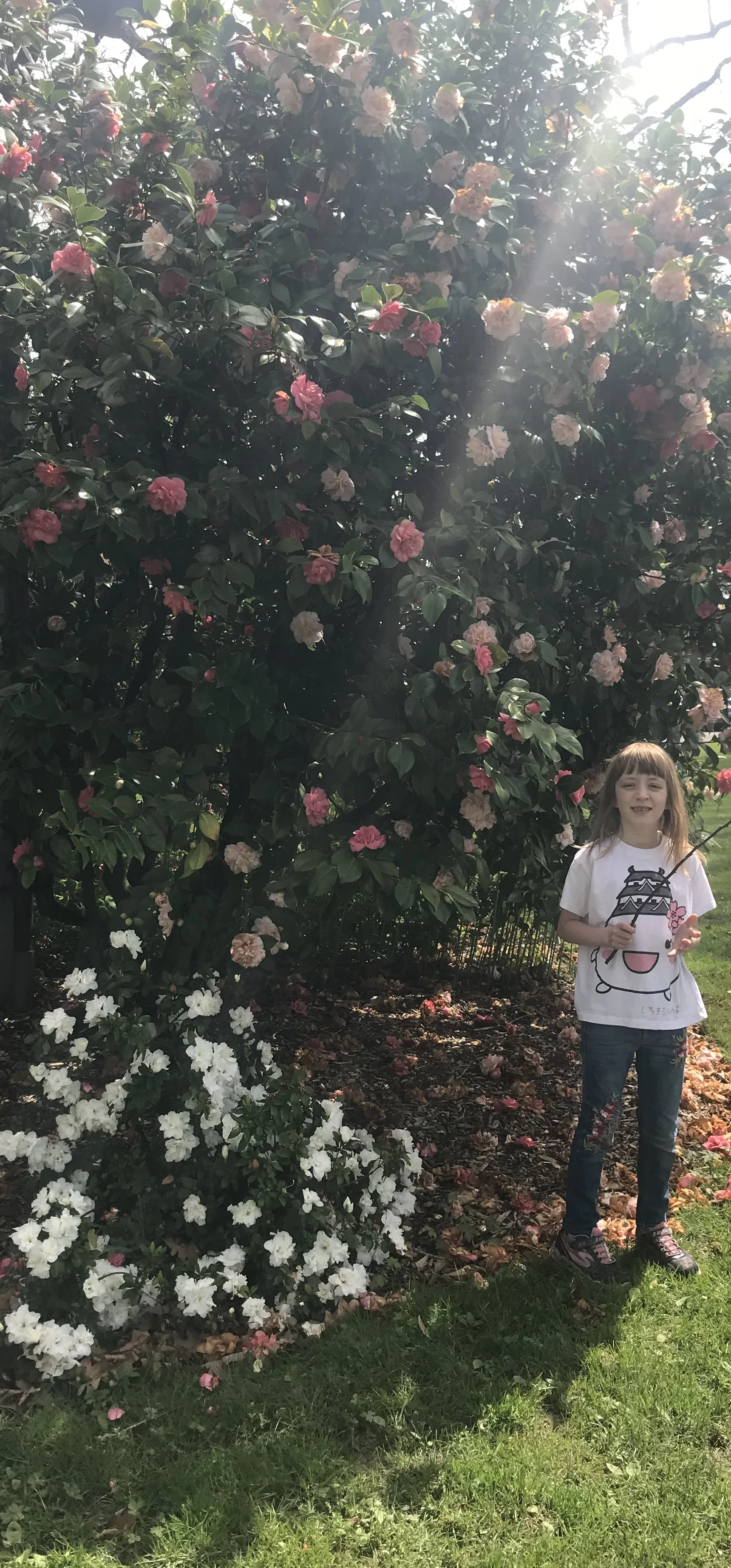 Ember and the roses. Photo courtesy of Gretchen Boyer. 