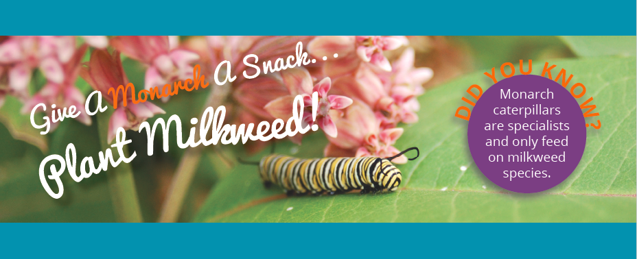 Bookmark (front) - Monarch Butterfly