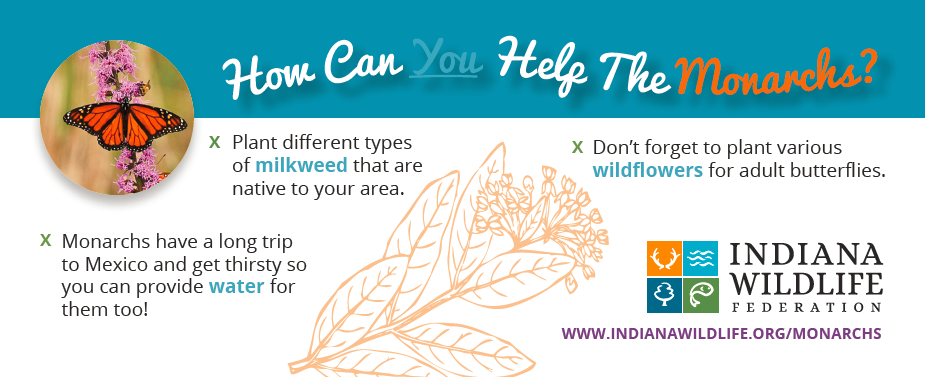 Bookmark (back) - Monarch Butterfly