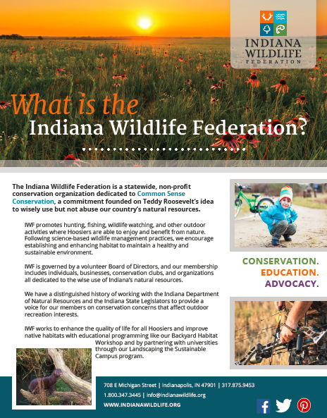 Flyer Design - What is IWF?
