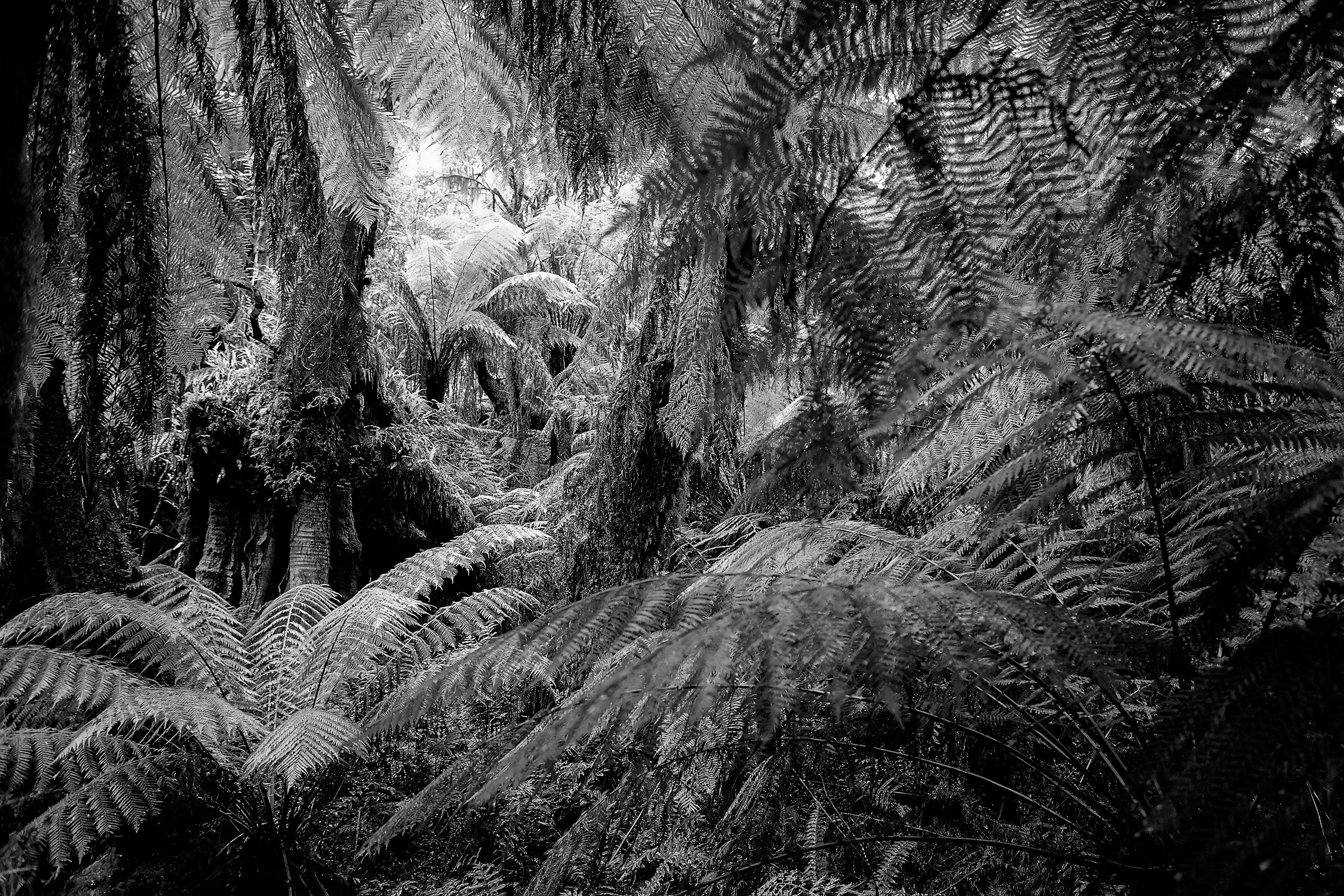 Rain Forest Australia
