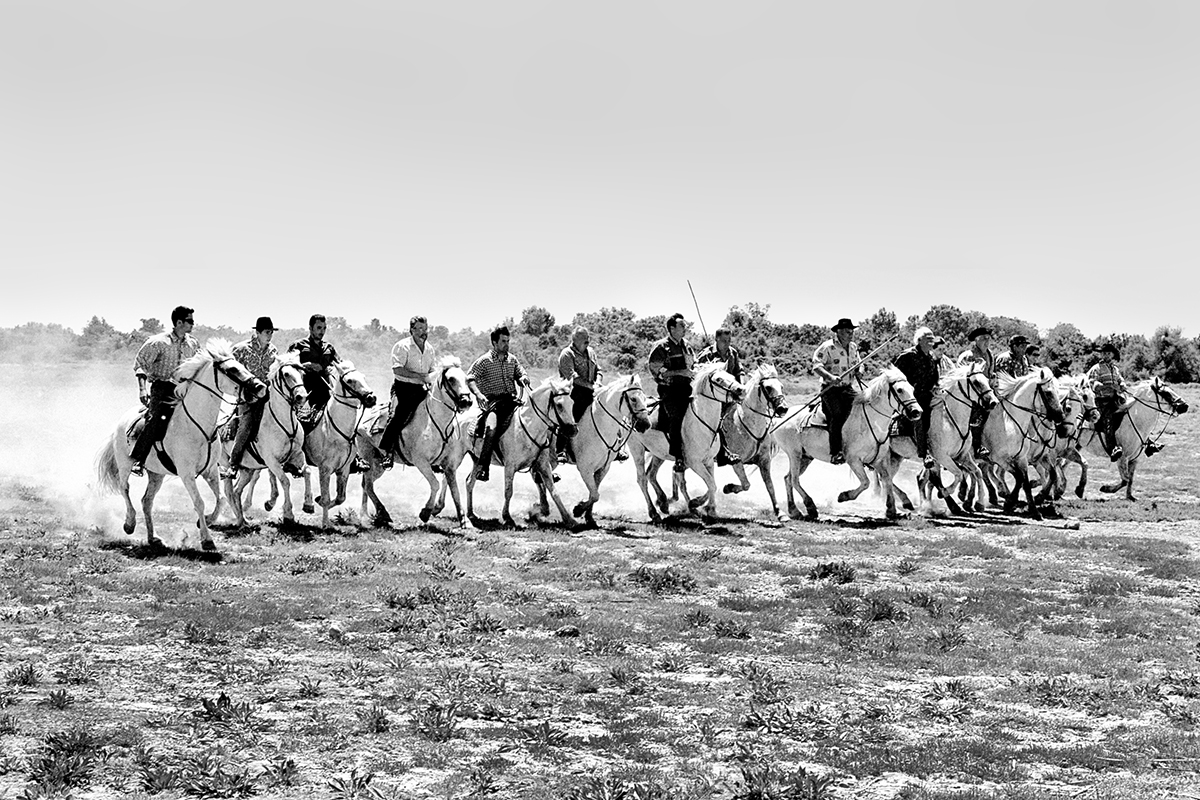 Camargue