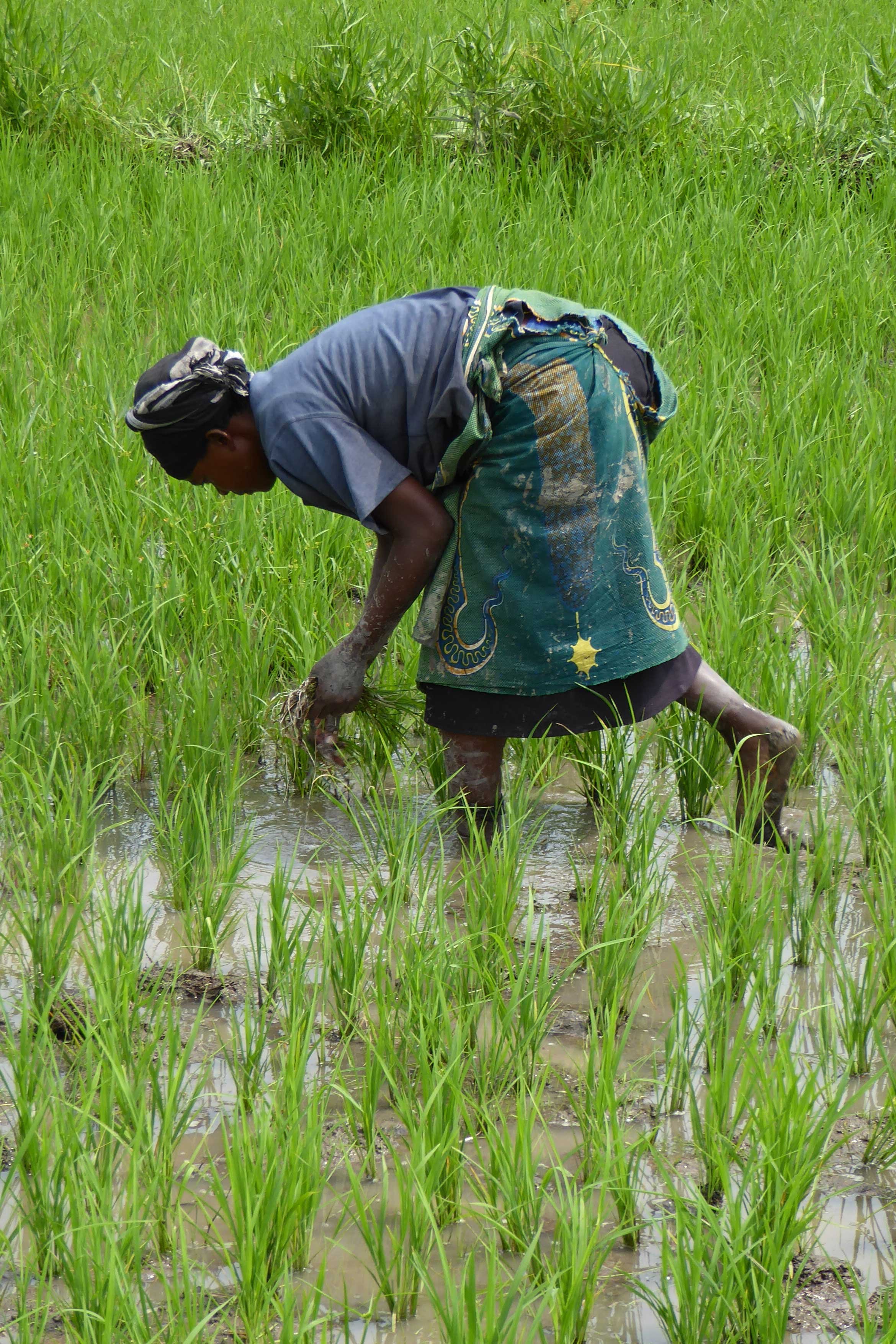 Rice-farmer-4.jpg