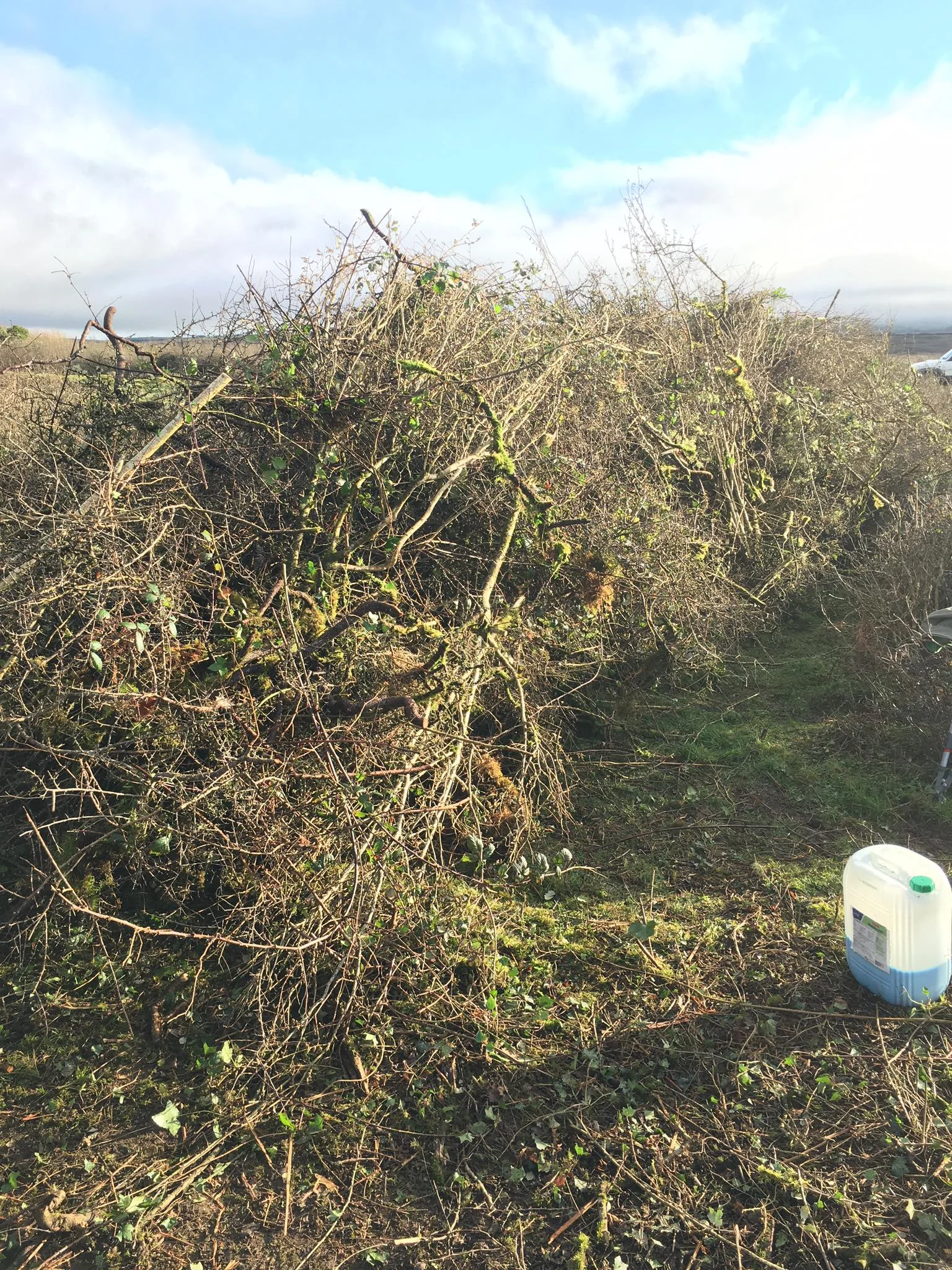 The brush pile…it’s hard to tell, but it’s about 2 meters high and wide and 10-15 meters long!