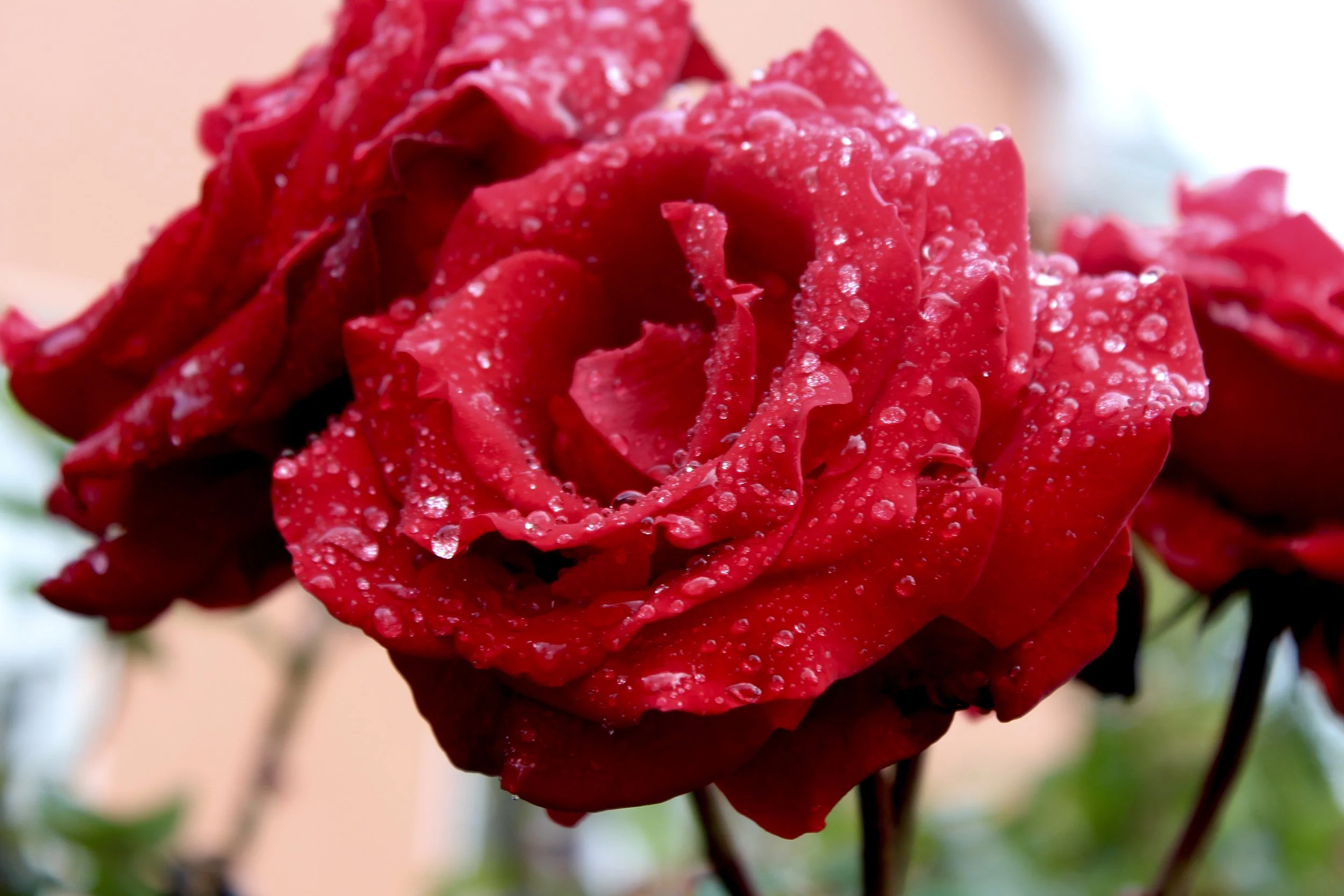 Roses outside of a Ballyvaughan BnB…thought the color was perfect for Valentine’s day cheer.