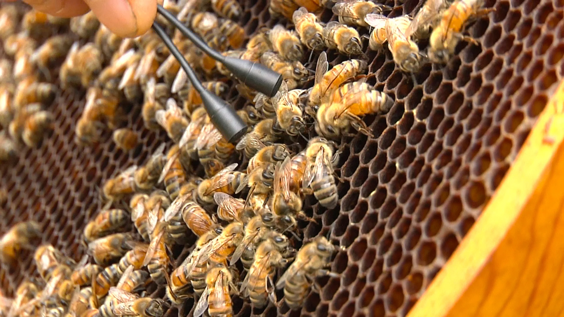 Bee-Sharp-7.jpg
