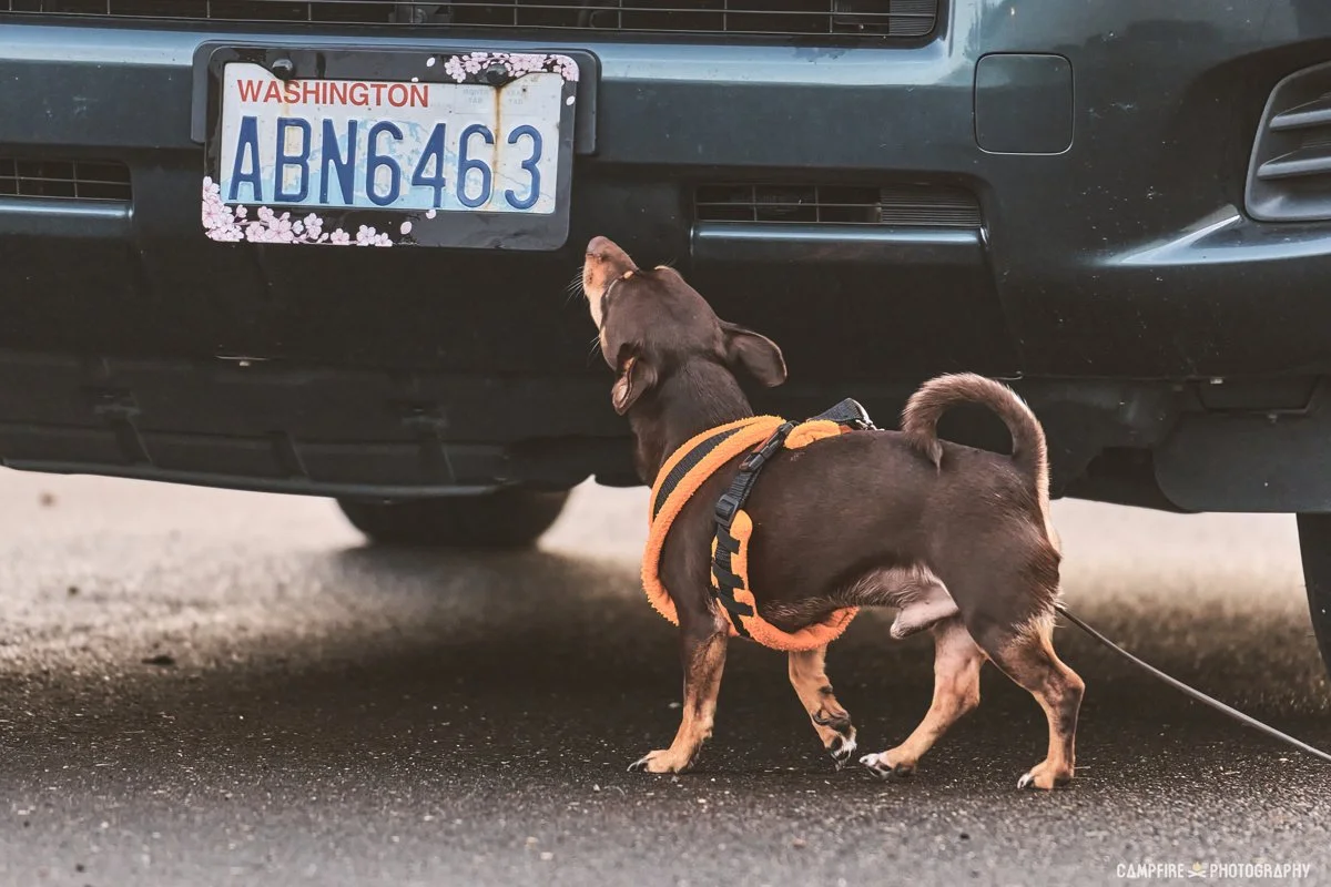 NW2/NW3 NACSW Trial - Forks High School in Forks, WA. 