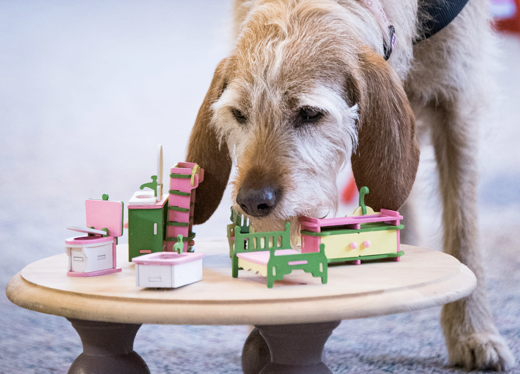 sniff and go alice small furniture : creekwalker photo.png