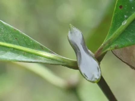 00 mopamopa_arbol.jpg