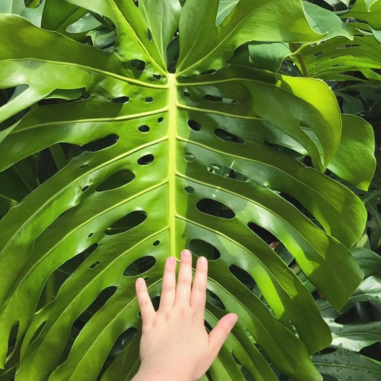 Plant profile: Monstera deliciosa