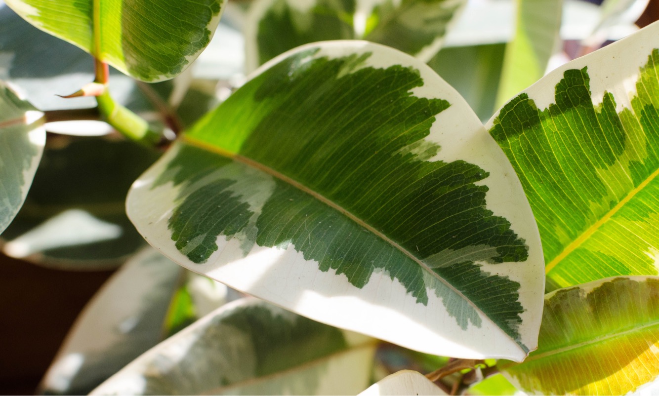 Elements of plant care: sunlight