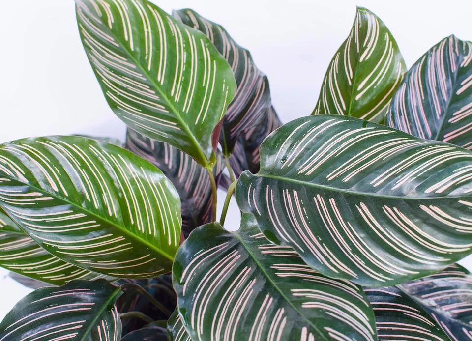 Calathea oranata is a popular species of calathea that is readily available in many local nurseries.