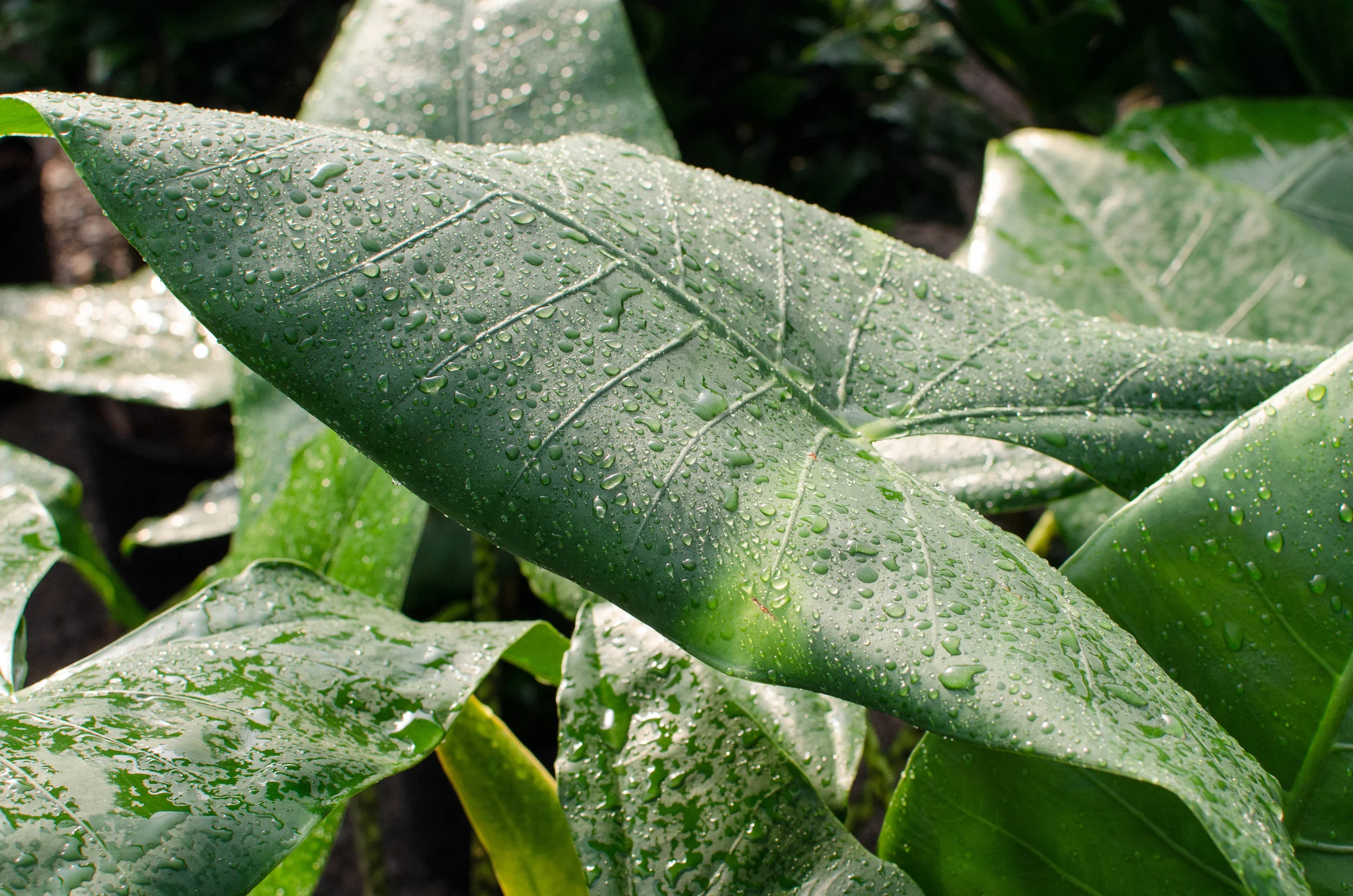 Elements of plant care: temperature + humidity