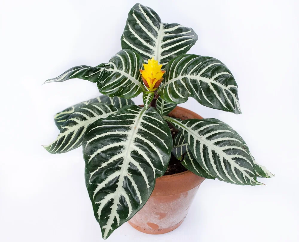 Plant profiles: Aphelandra squarrosa (zebra plant) 