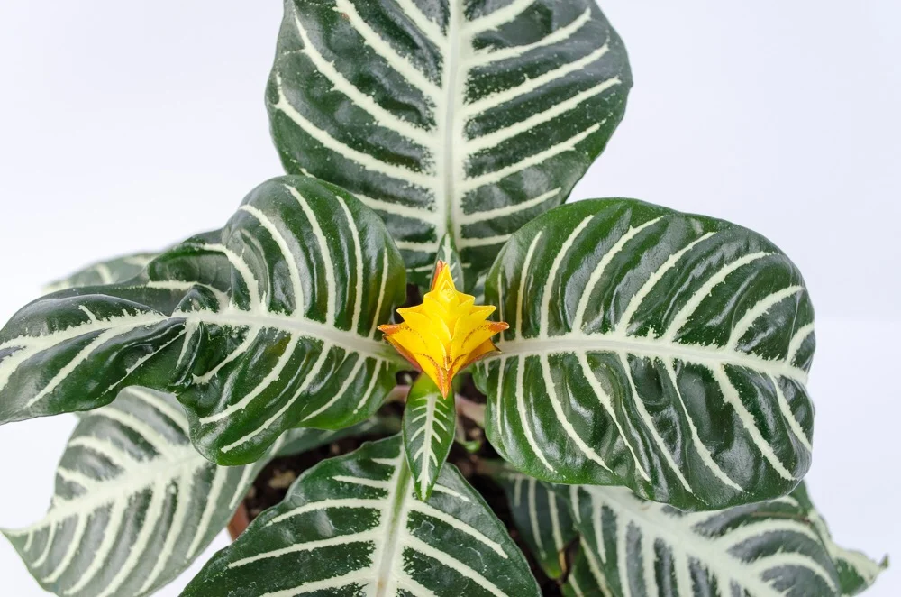 Plant profiles Aphelandra squarrosa (zebra plant) — Stamen & Stem