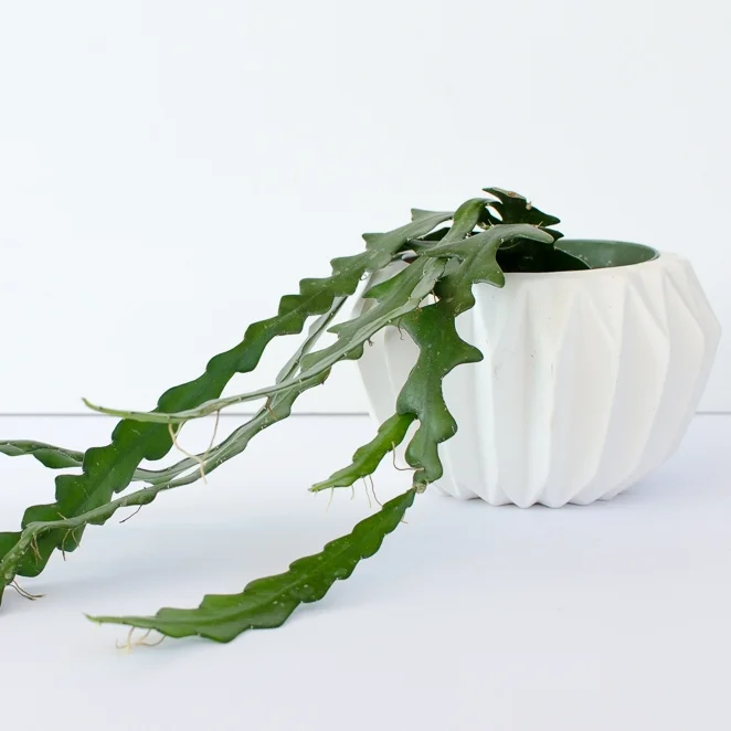 Elements of plant care: choosing the right container